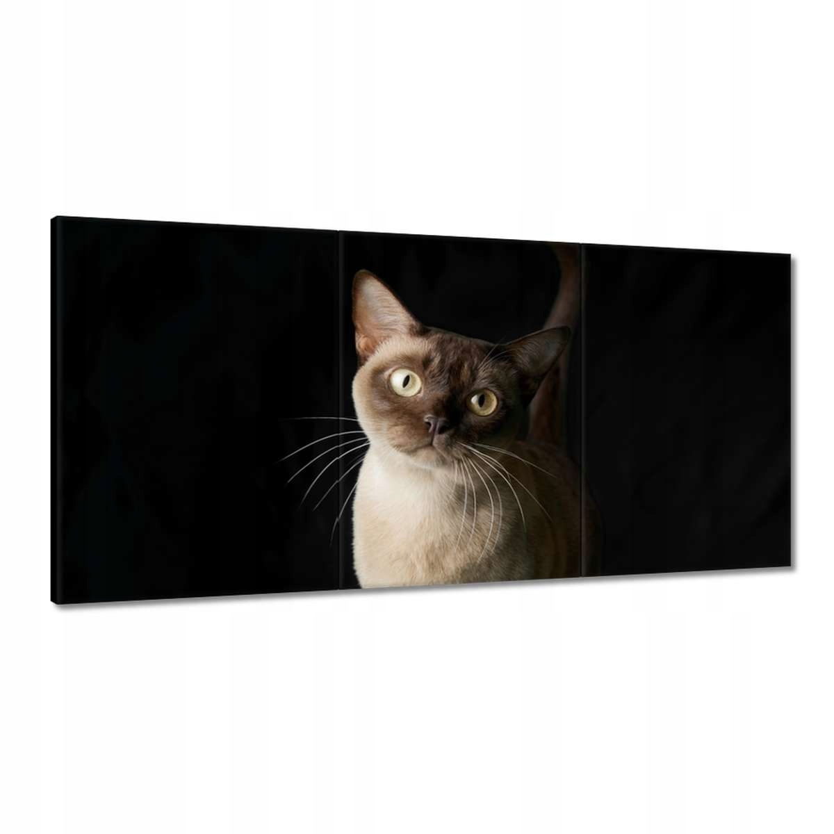 Obrazy 180x90 Siamská mačka mačiatko