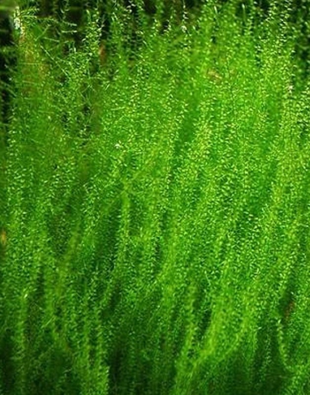 STRINGY MOSS Mech IN VITRO