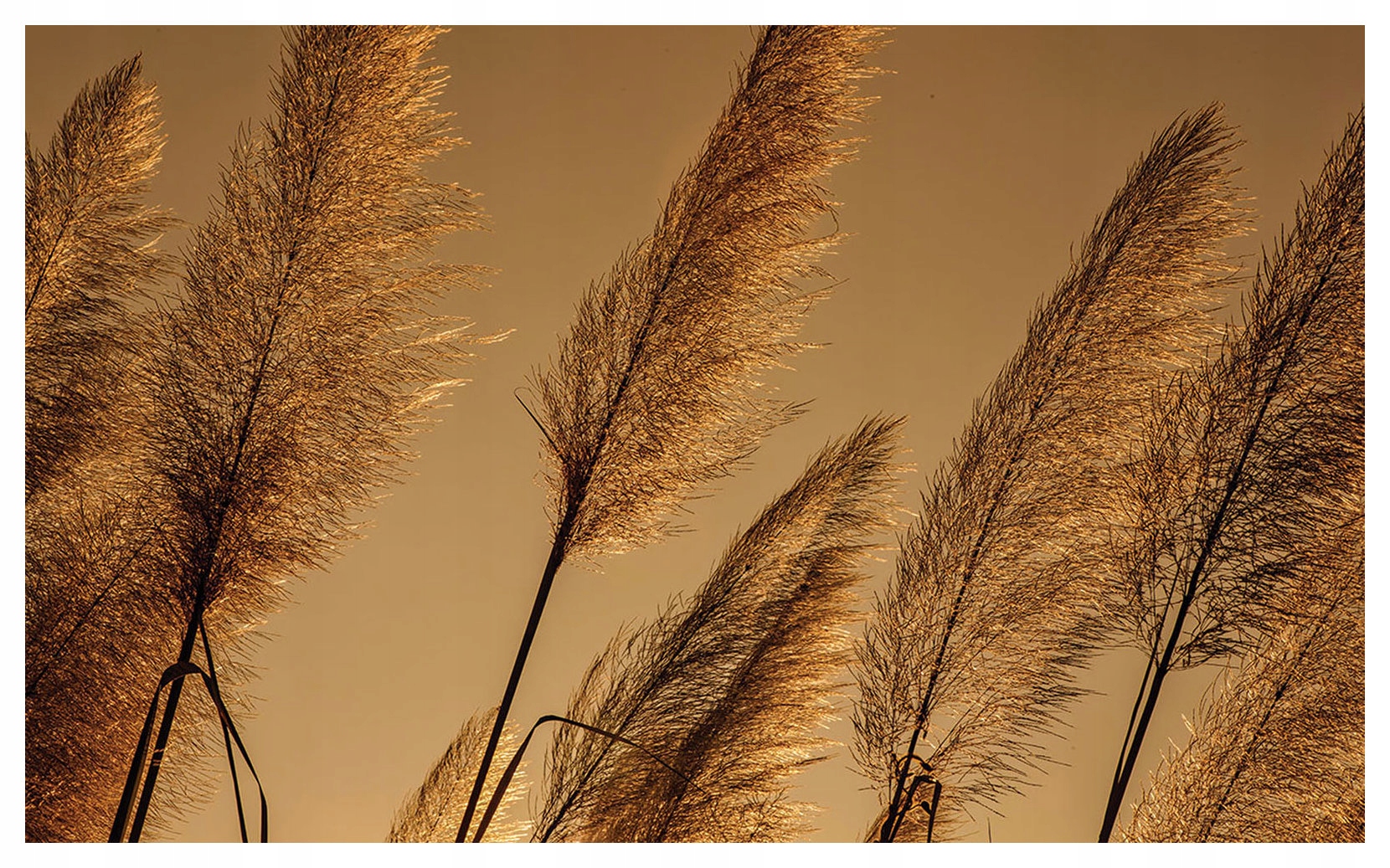 Vliesová fototapeta Tráva Kolosy jemné teplé odstíny 368x254 lepidlo