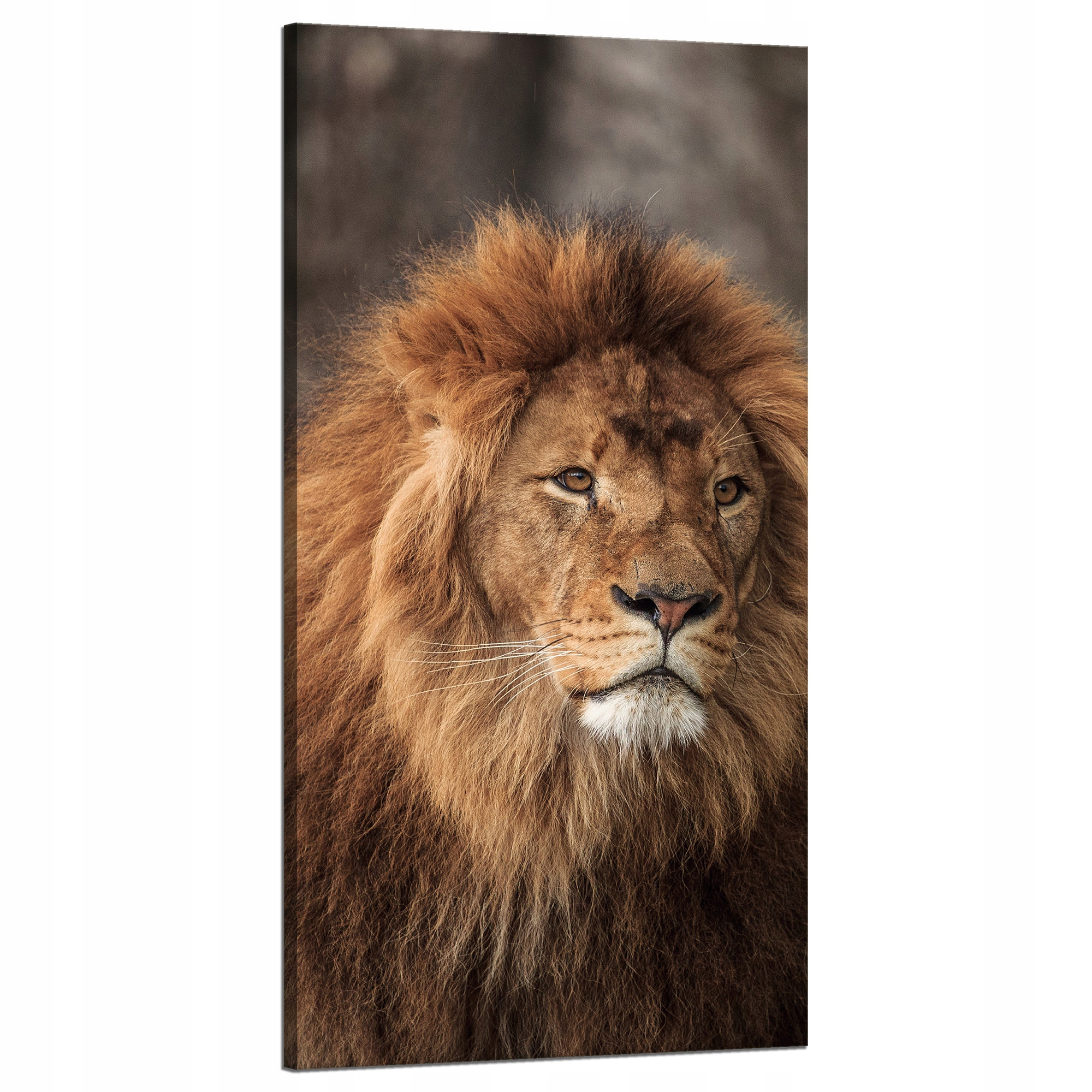 Obraz na plátně Zahleděný Lev Příroda Tvář Divočina 60x120 cm