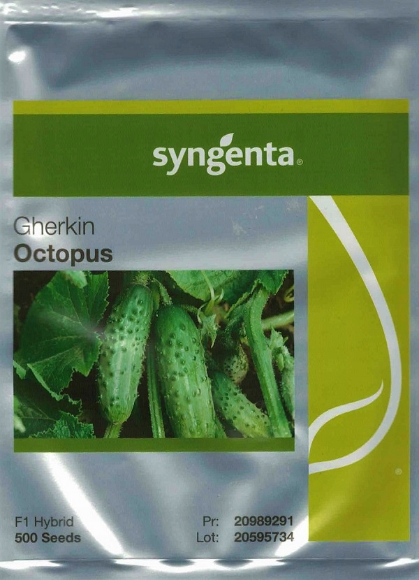 OGÓREK OCTOPUS 500 szt. ŚWIEŻE NASIONA HOLENDERSKIE ZAPR. NIEZAWODNE pr2026