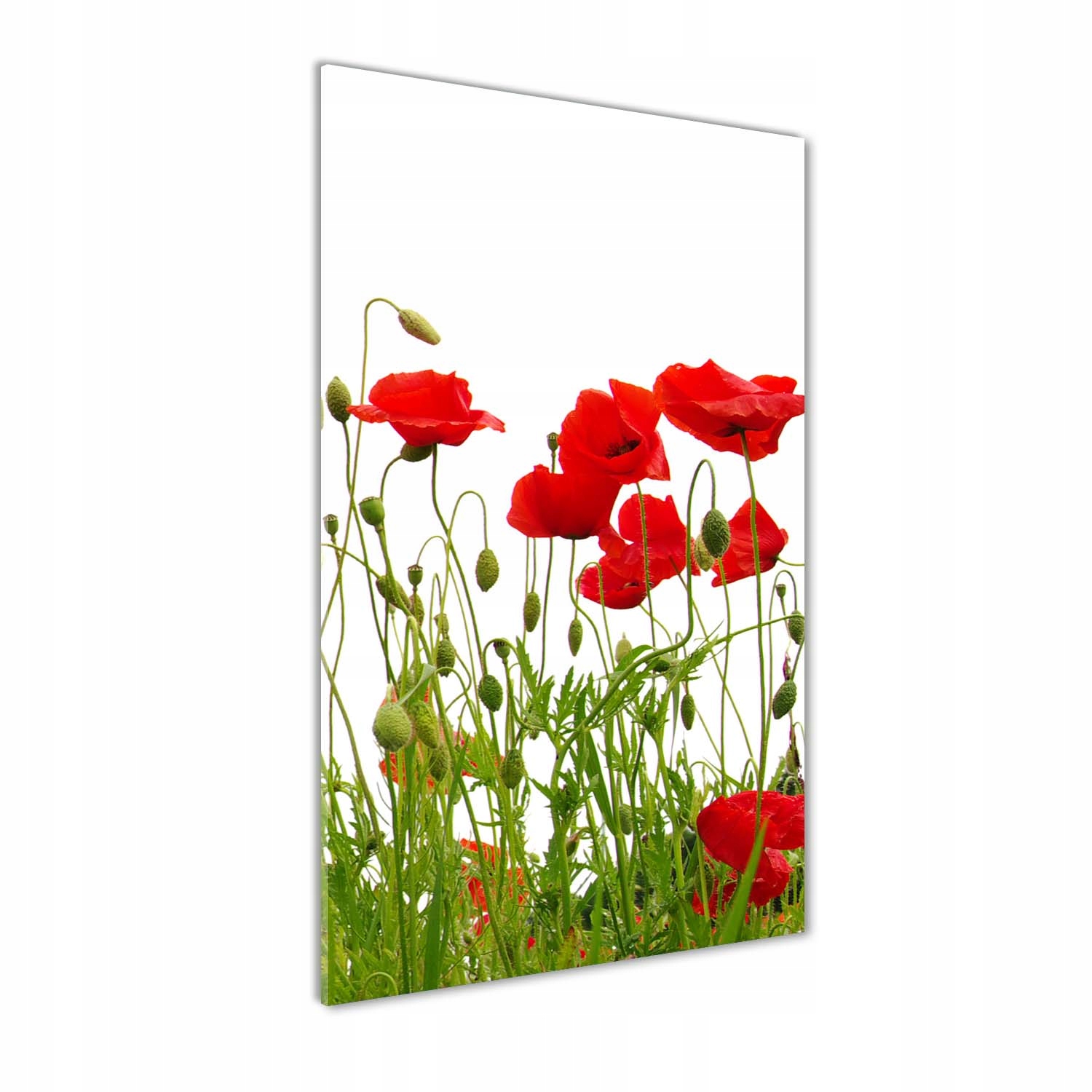 

Foto obraz akrylowy na ścianę Polne maki 50x100cm