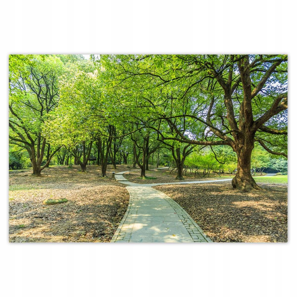 Plakáty 200x135 Zelený park s cestičkou