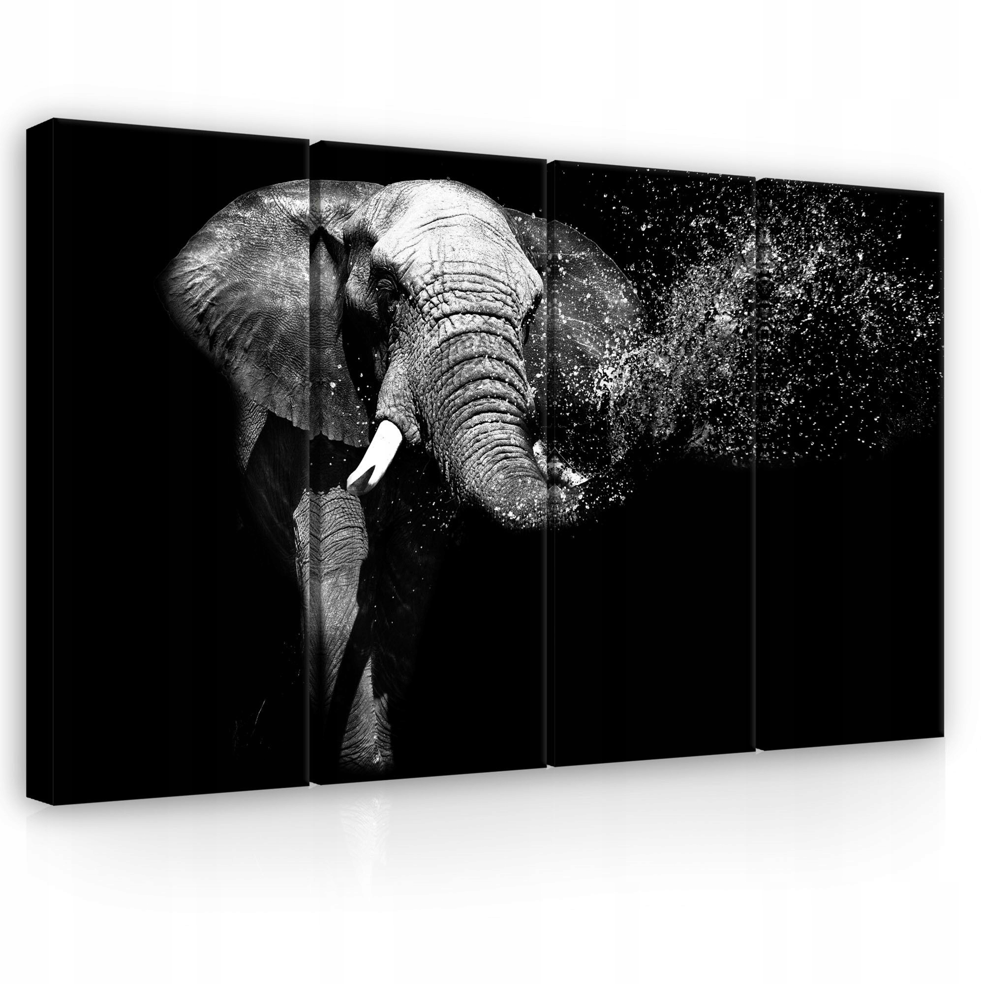Obraz 120x80 Slon modulárny čiernobiely sila príroda zviera energia