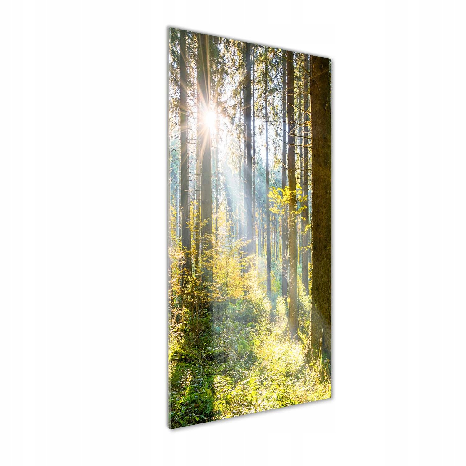 

Foto obraz akryl do salonu Słońce w lesie 50x125cm