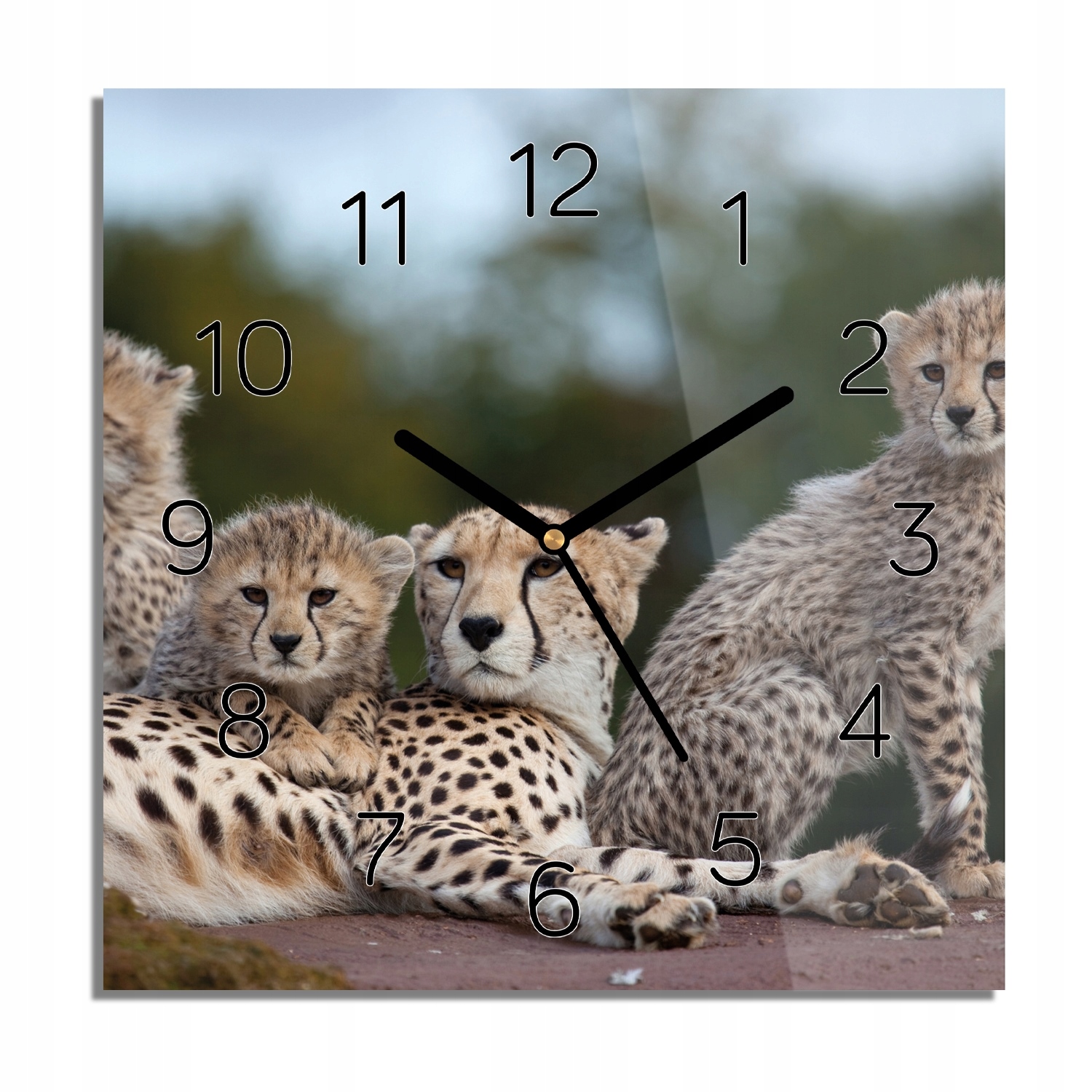 

Gepardy foto-zegar z grafiką 30x30 czarne cyfry