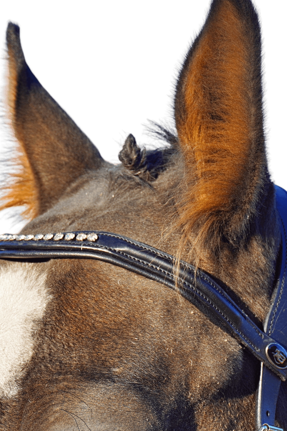 Ogłowie do hackamore Balotade Quick Brązowy Full Model Quick