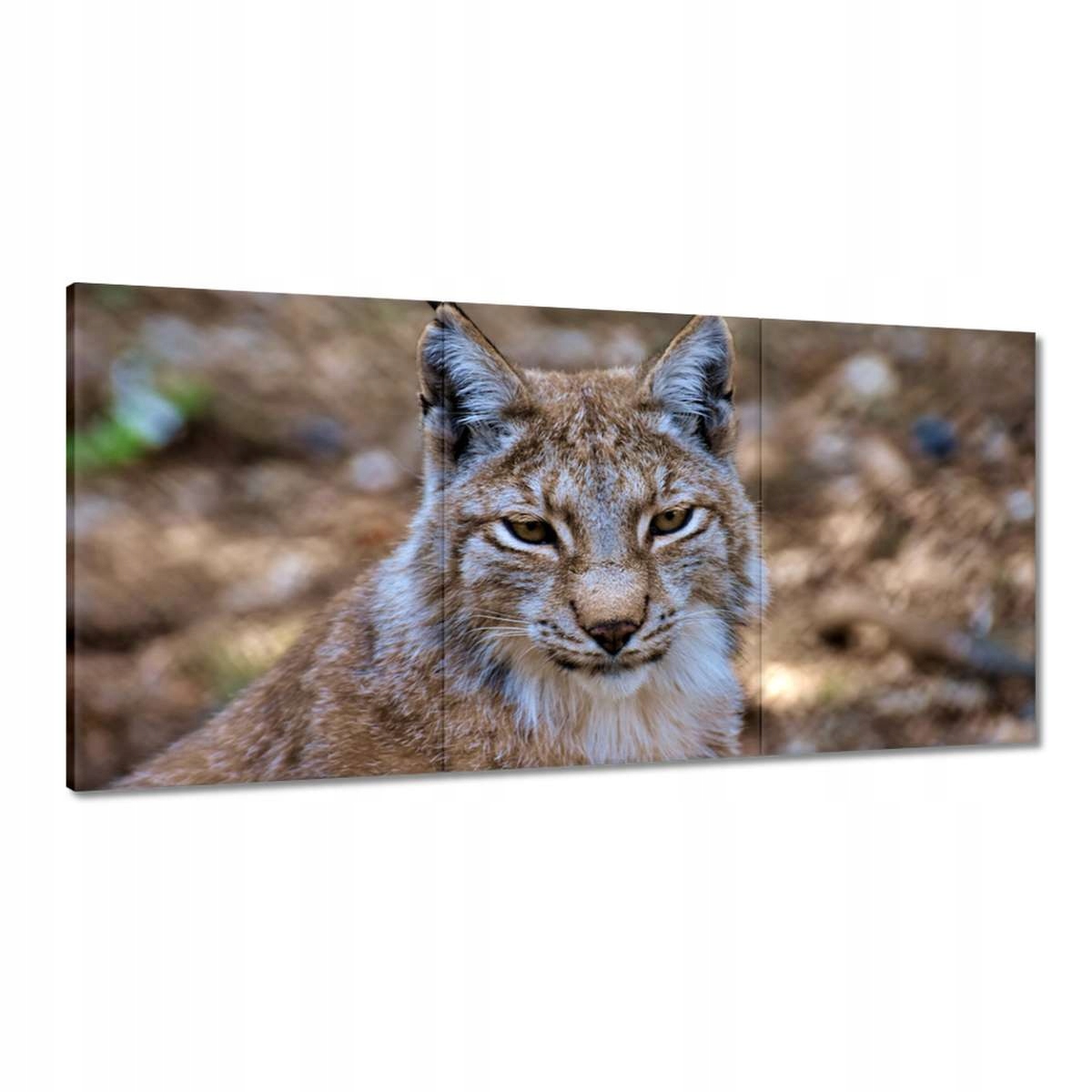 Obrazy 180x90 Rys zblízka Divoká mačka