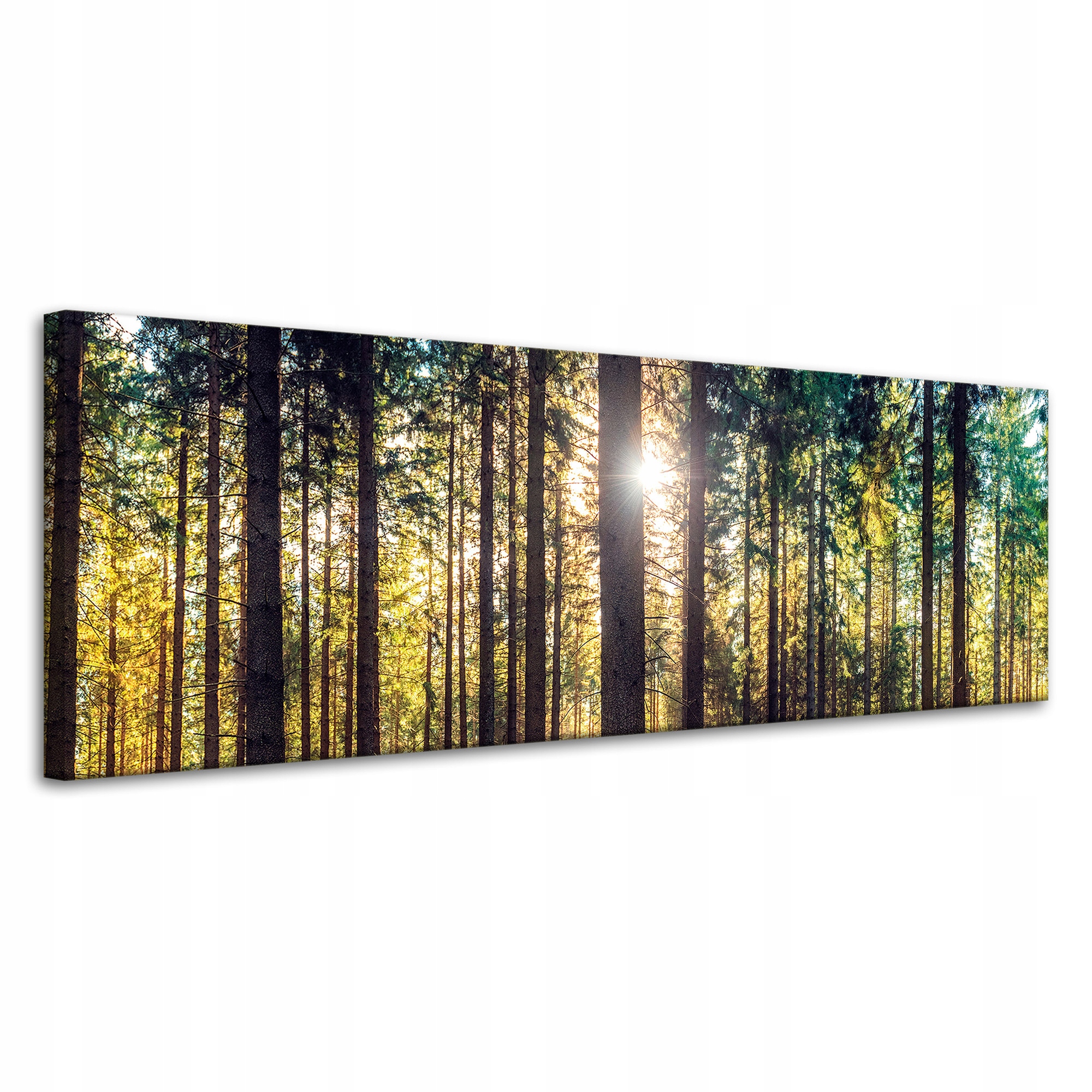 Obraz na plátně Les Slunce Stromy Jaro Ráno 120x40 cm