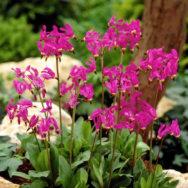 Bożykwiat Meada RÓŻOWY - OZDOBNY - Sadzonka