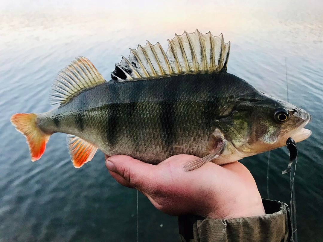 SEWRO SNAKE 7 color 03 CZARNY Marka Sewro