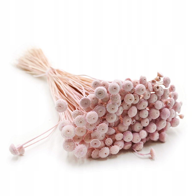 

Amarelino Amarelinho liliowe kwiat suszone susz