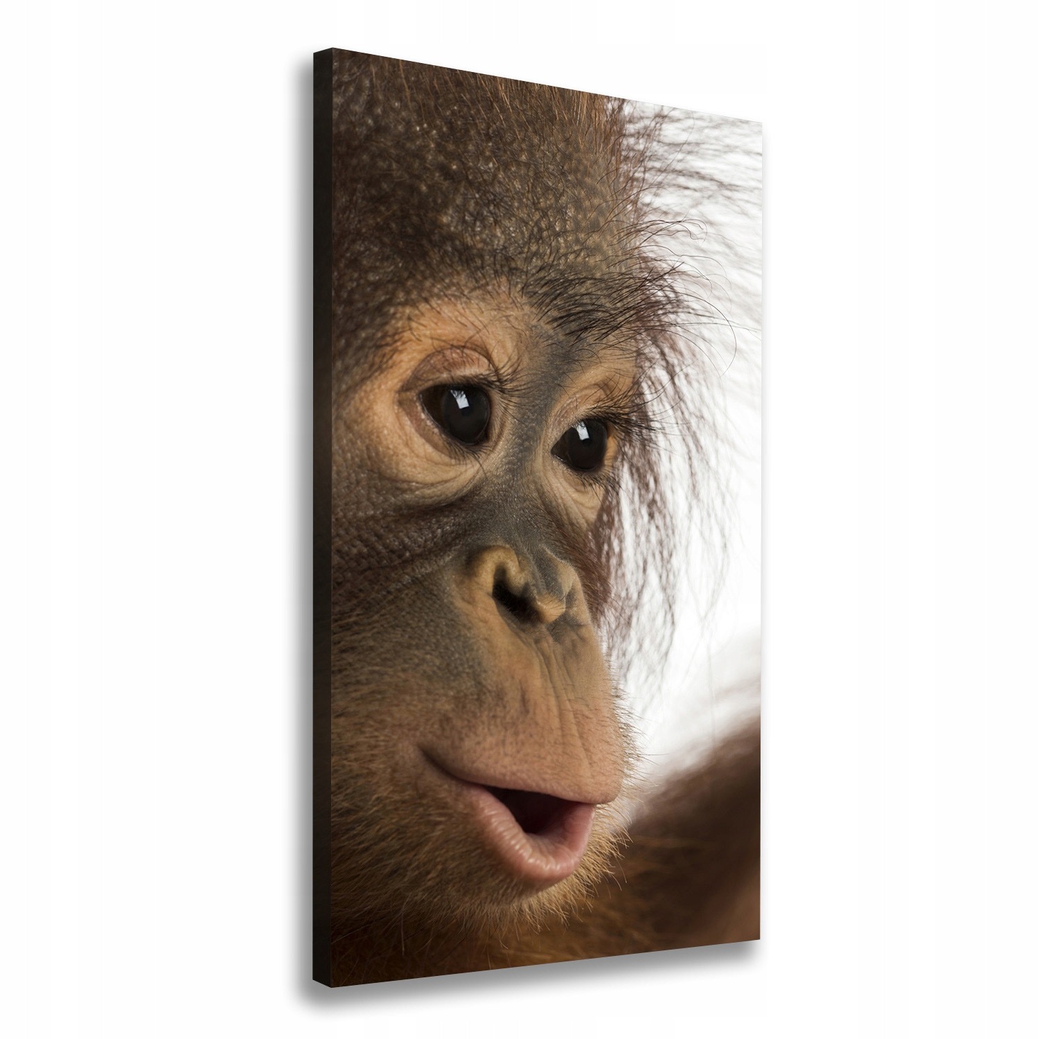 

Foto obraz na płótnie Młody orangutan 60x120 cm