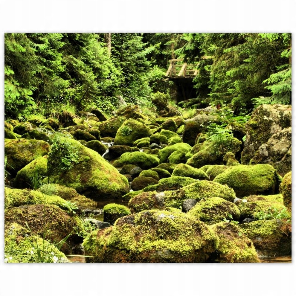 

Plakat 50x40 Tatry Polskie góry Widok
