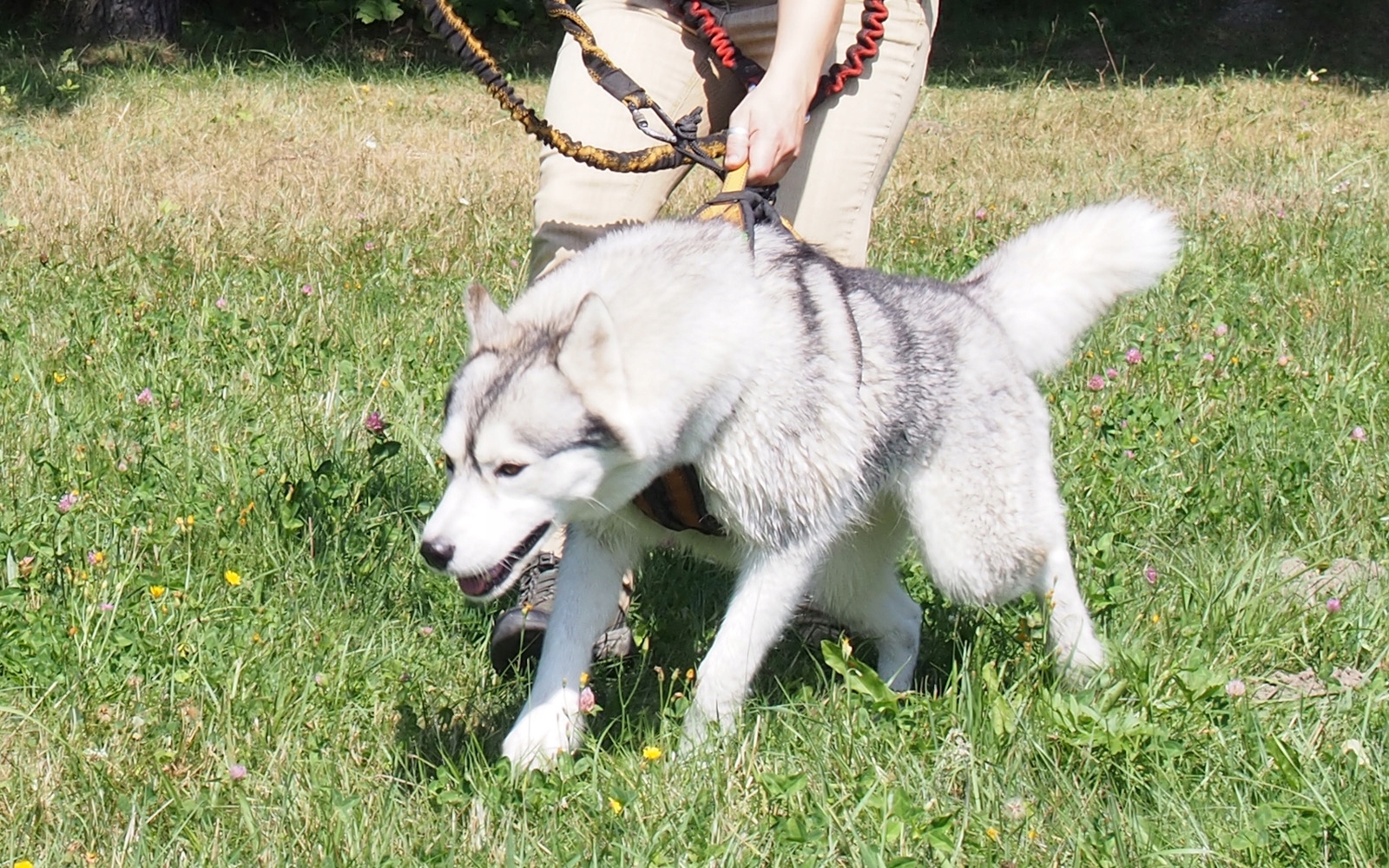 HIFICA LITE RUN PP Szelki Sportowe Guard Na Miarę Pełna Opcja Podszycie Rodzaj szelki