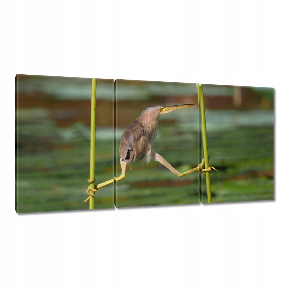 

Obrazy 120x60 Czapla ptak Pejzaż Widok