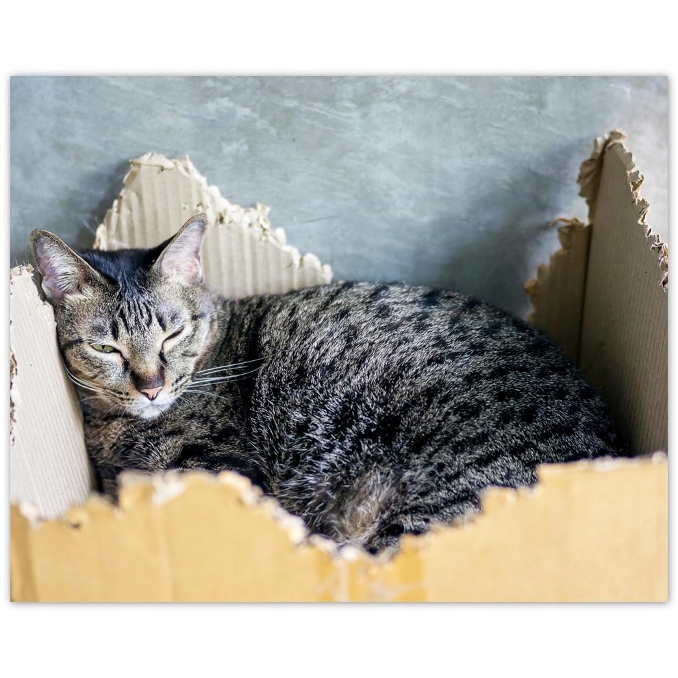 

Plakat 50x40 Kot Kotek Koty Kicia