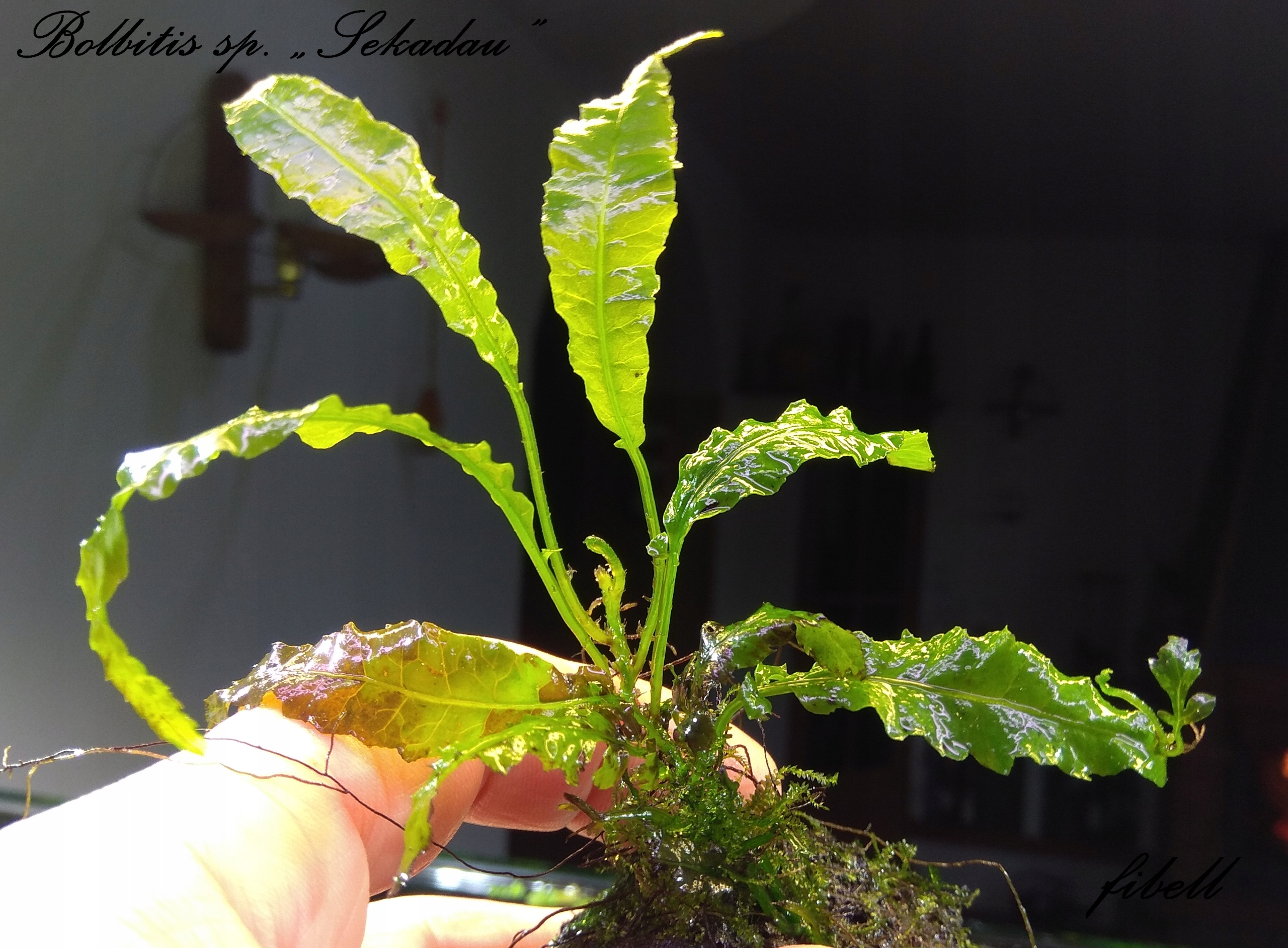 Bolbitis sp.
