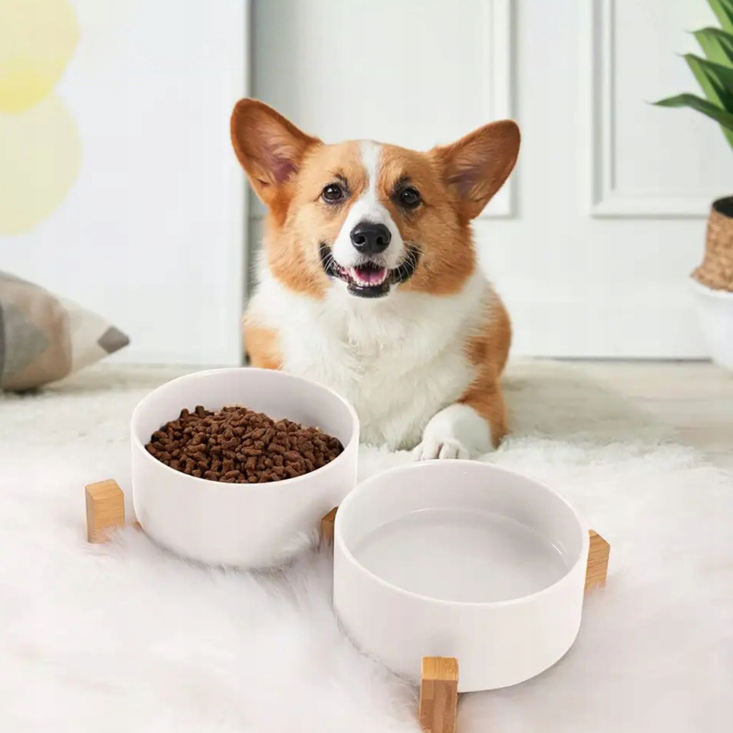 MISKA DLA PSA KOTA ceramiczna miseczka ZE STOJAKIEM na wodę karmę podstawa Rodzaj pojedyncza miska