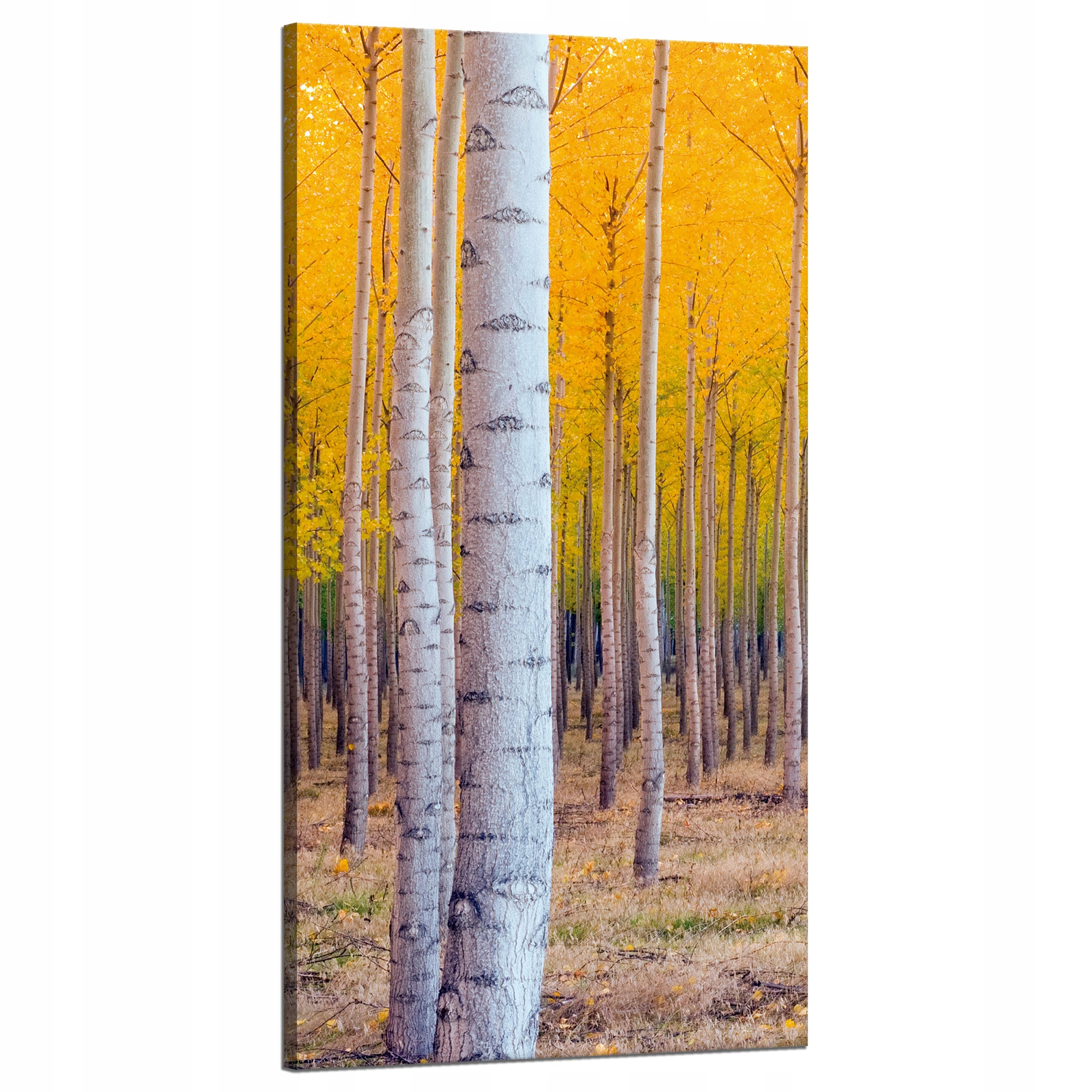Obraz na plátně Břízy na podzim Žluté listy 60x120 cm
