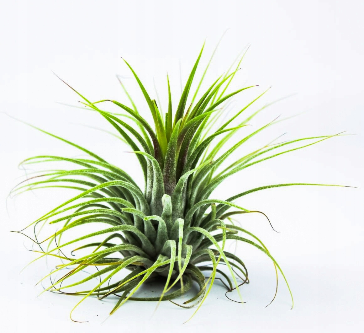 Тилландсия ionantha