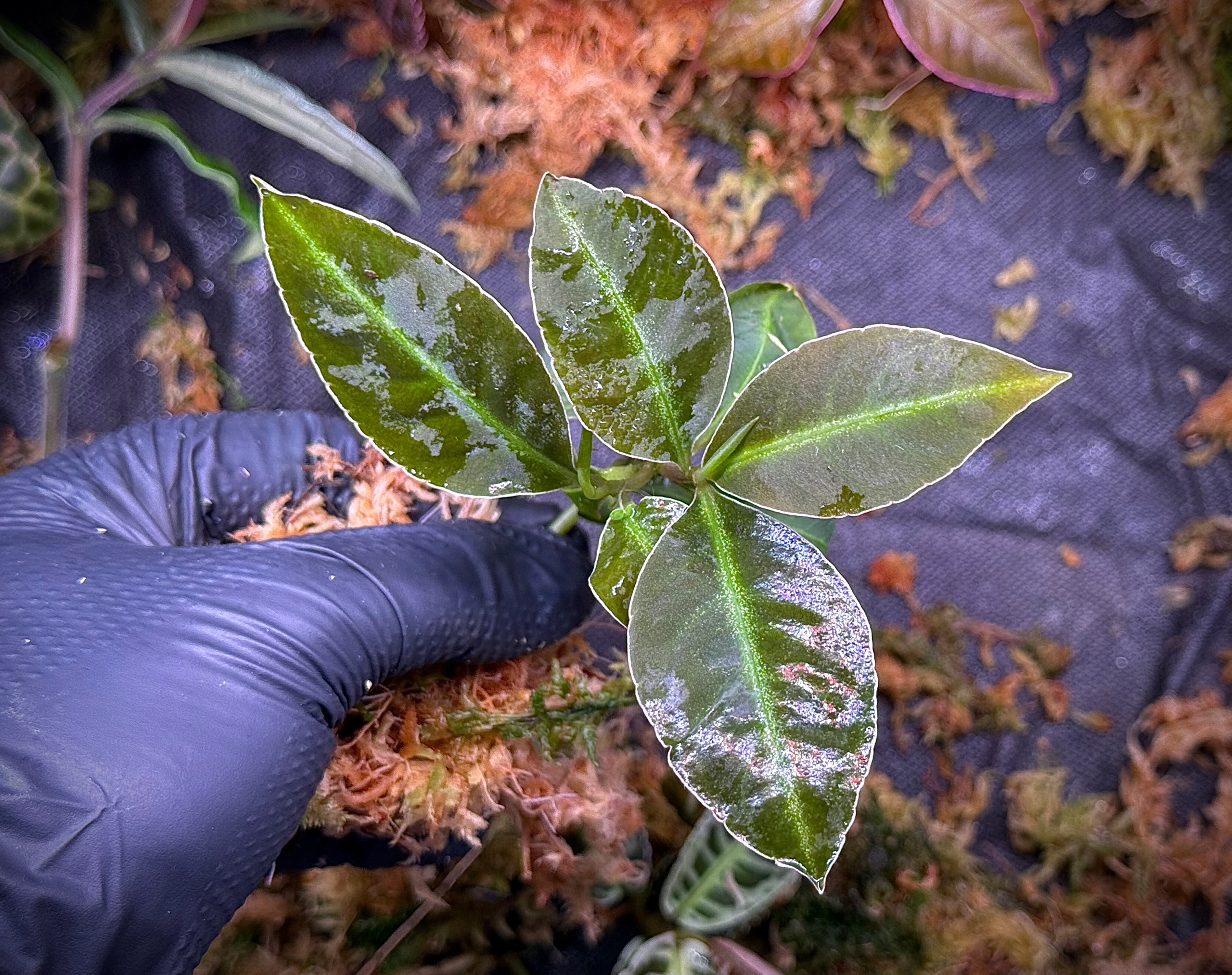 Labisia Jambi Neon Stripe Roślina Terrarium Unikat ArkOfPlants