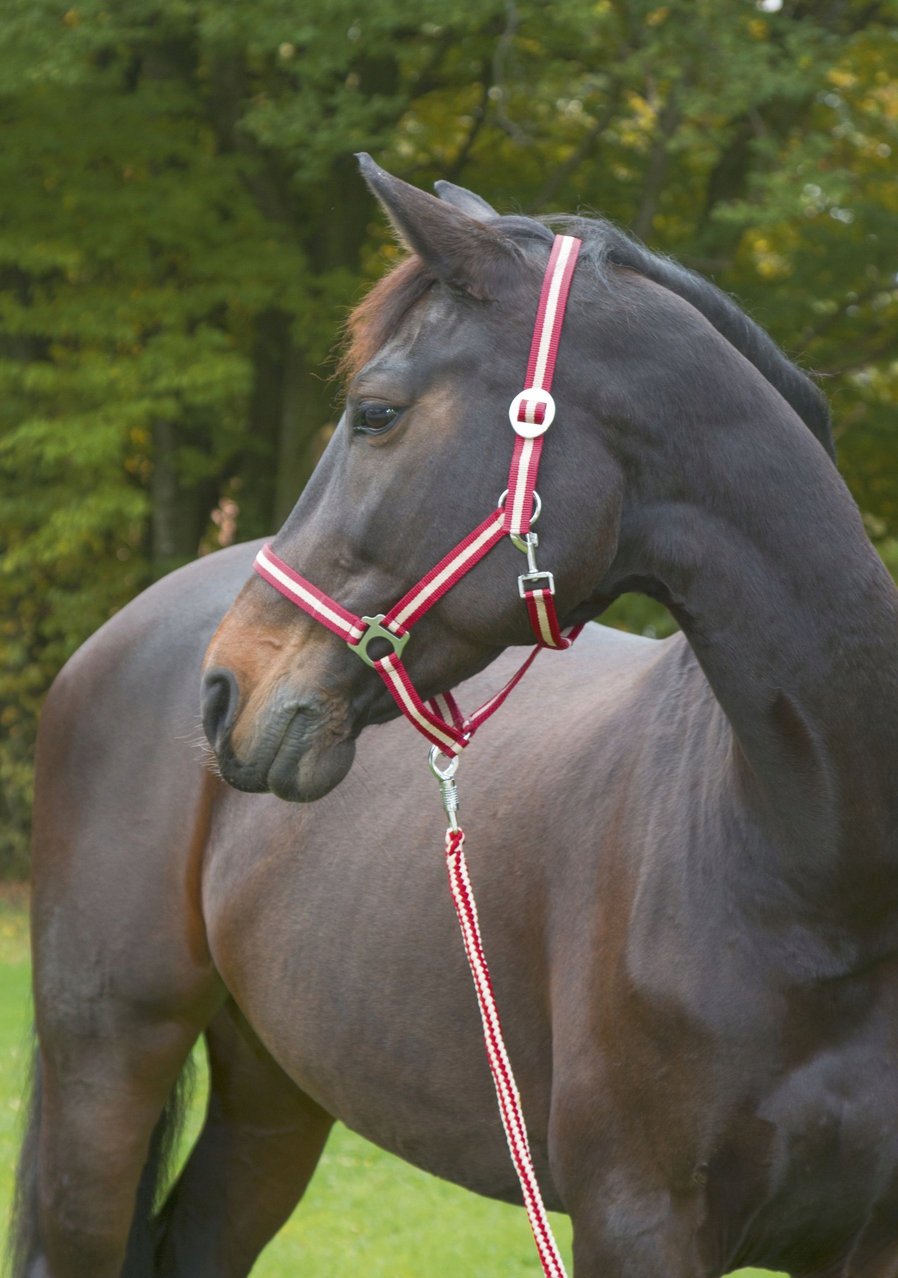 Kantar dla konia Hippo, bordowy/ beżowy, roz. Pony, Covalliero