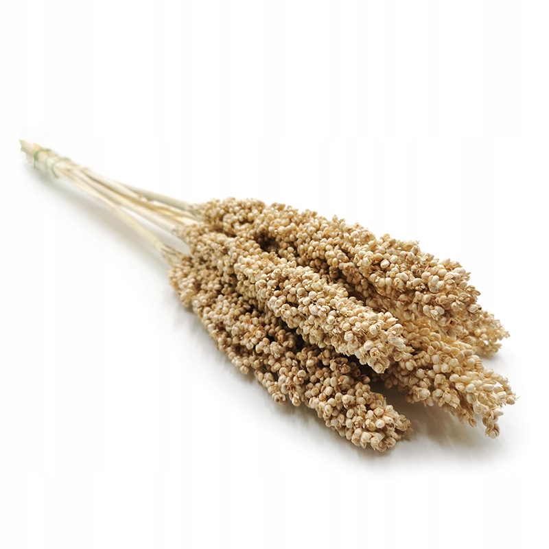 

Sorgo millo bielone suszone susz boho kwiat
