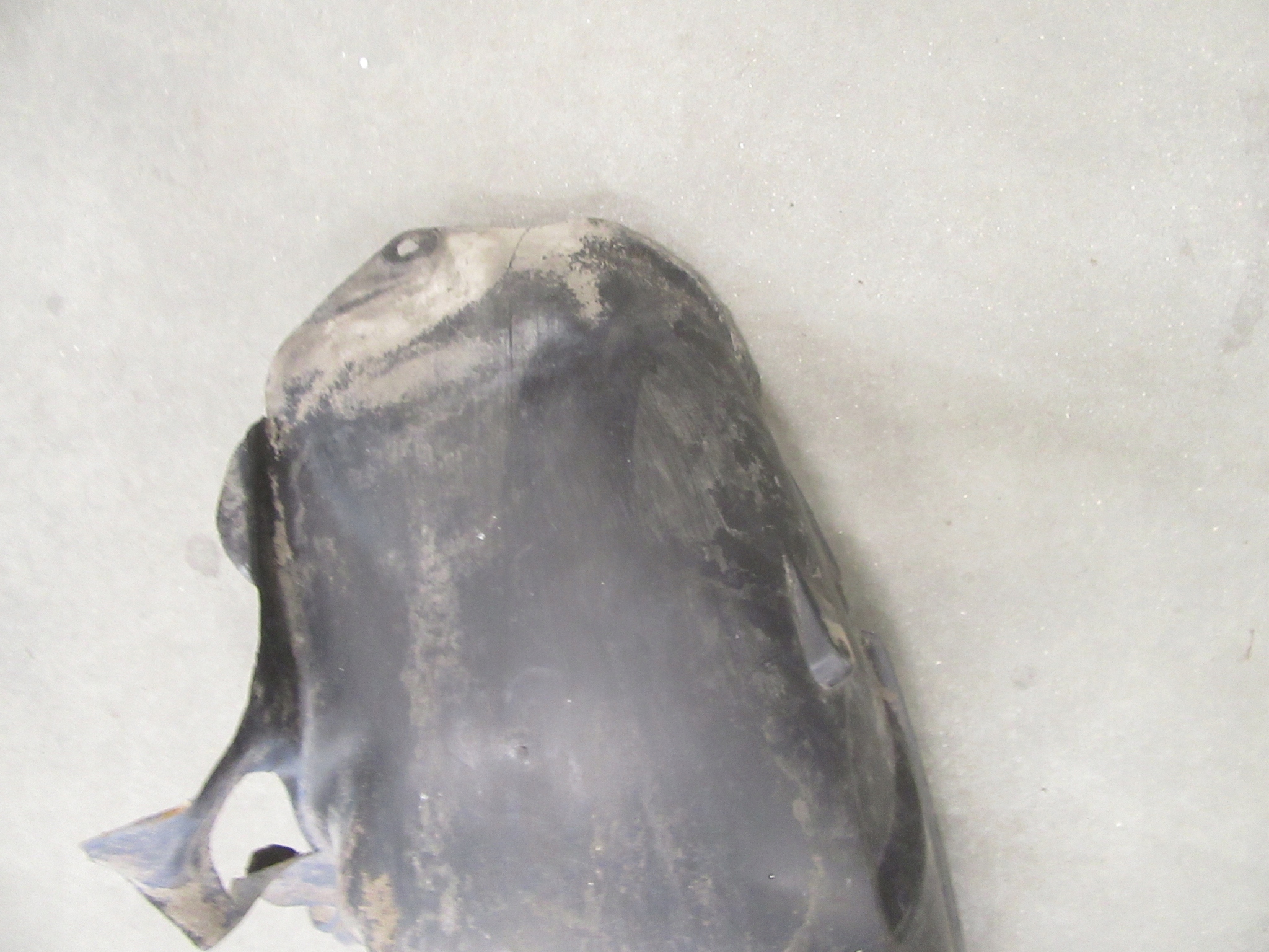 mudguard right rear part cover wheels BMW e46 COMPACT
