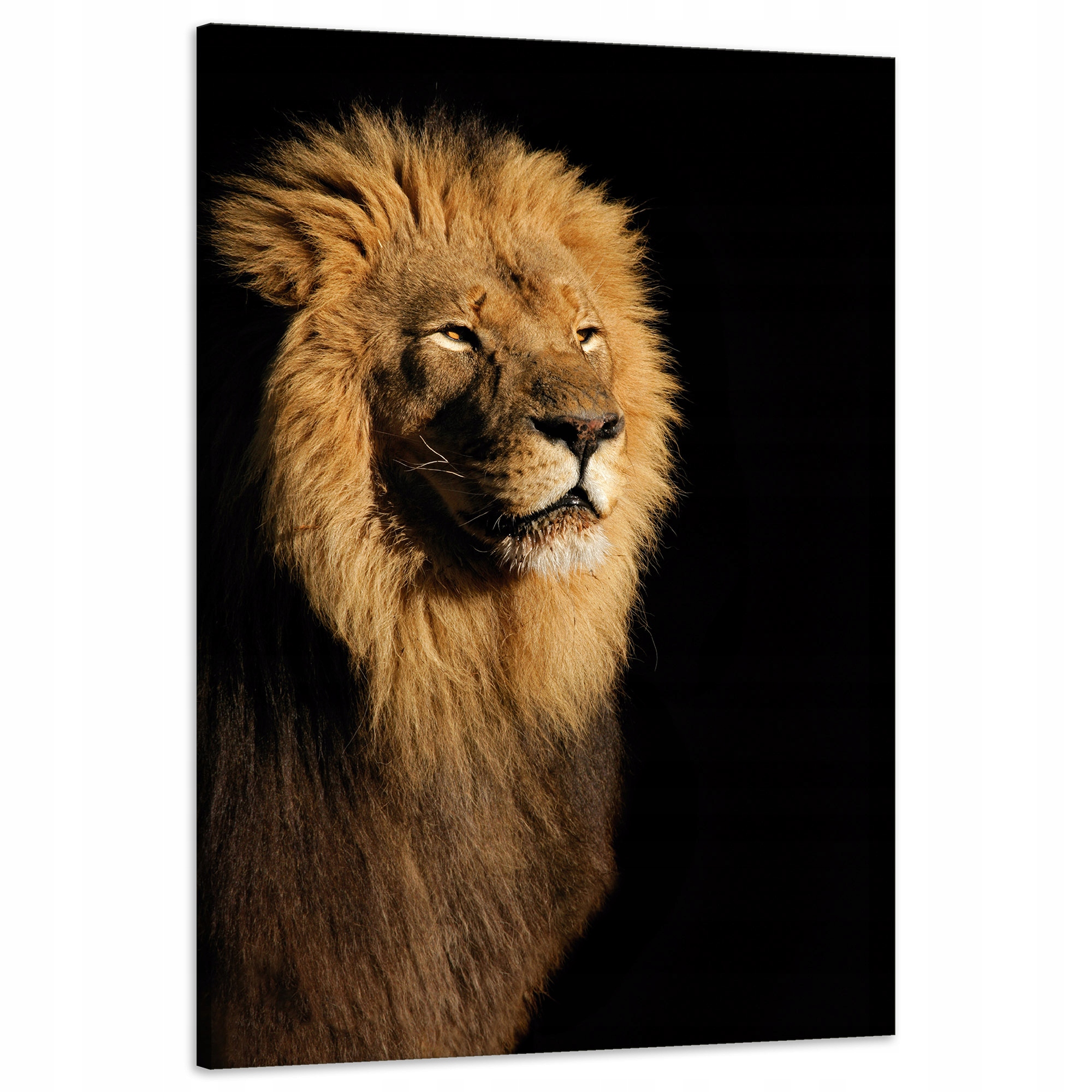 Obraz na plátně Osvětlený Lev Krása Hříva 60x90 cm