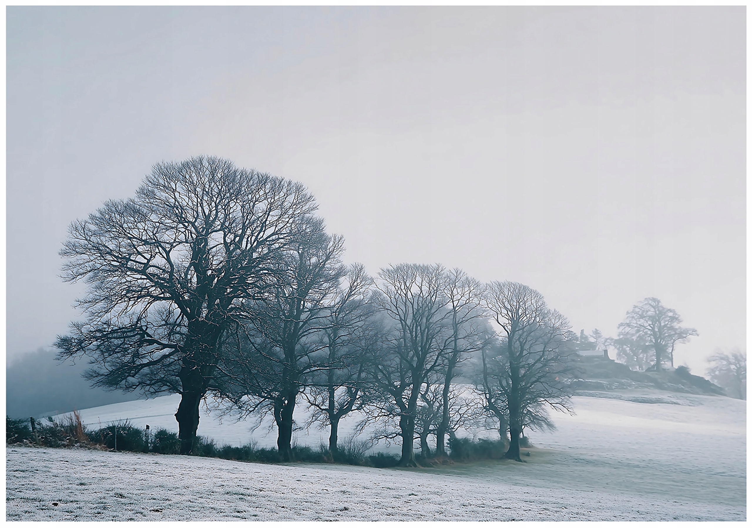 Fototapeta Stromy Mlha Krajina Příroda Šedý Pohled Les Nebe 200x140