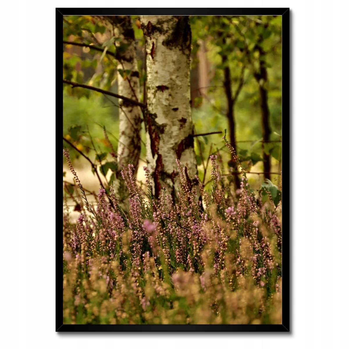 Plakáty v rámu 50x70 Bříza mezi vřesy Les