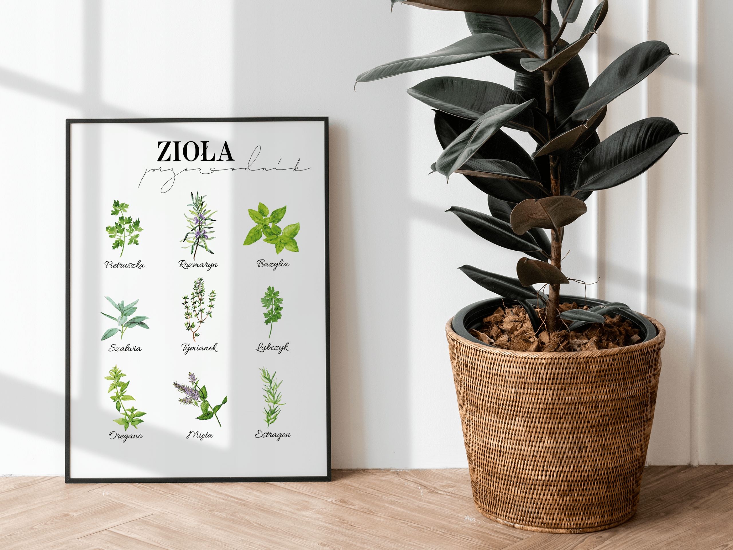 Plakat Przewodnik Rodzaje Zioła do kuchni 50x70cm Marka inna