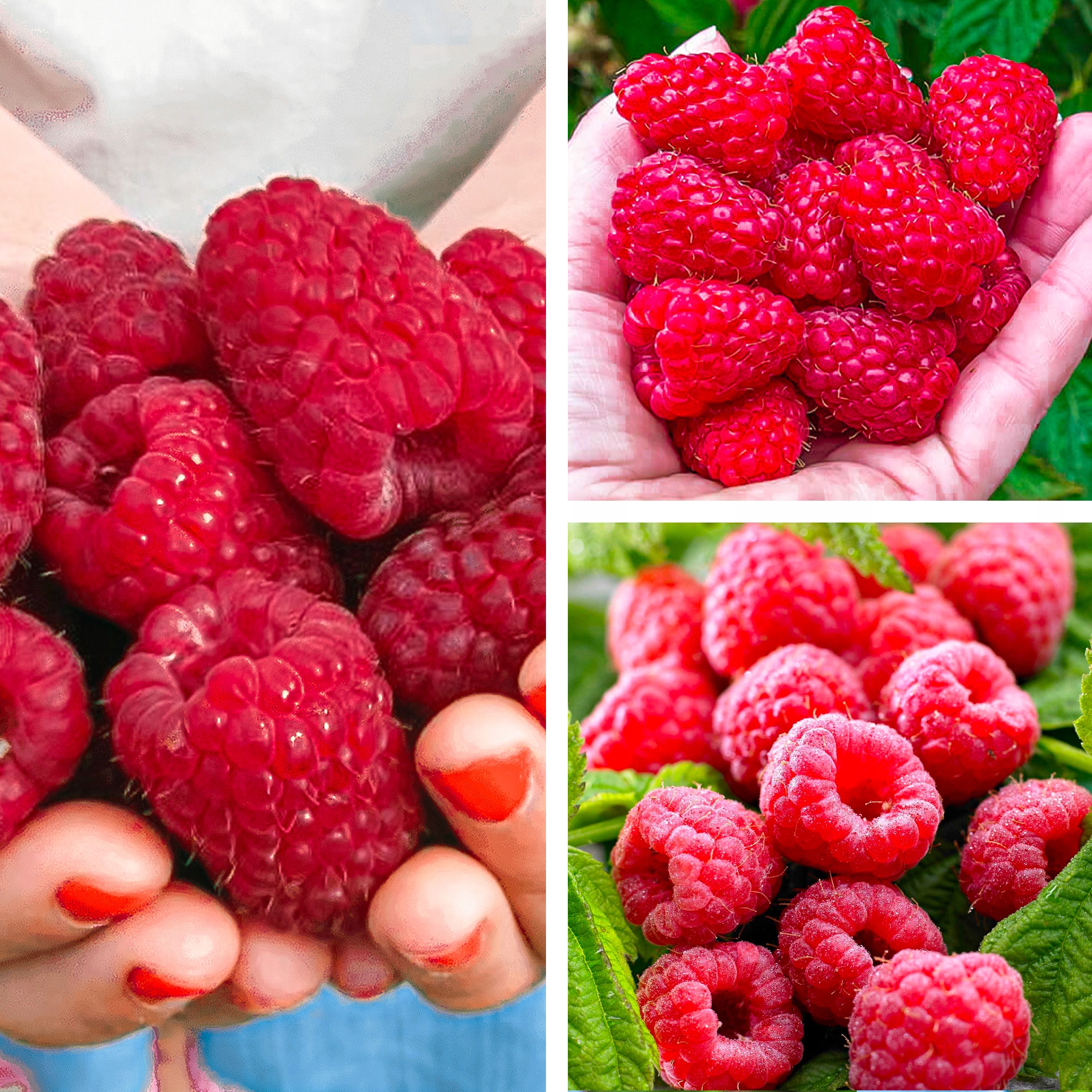 САЖЕНЦЫ МАЛИНЫ ОГРОМНЫЕ КРУПНЫЕ ПЛОДЫ МАЛИНА ГИГАНТСКАЯ РАННЯЯ МОРОЗОСТОЙКАЯ