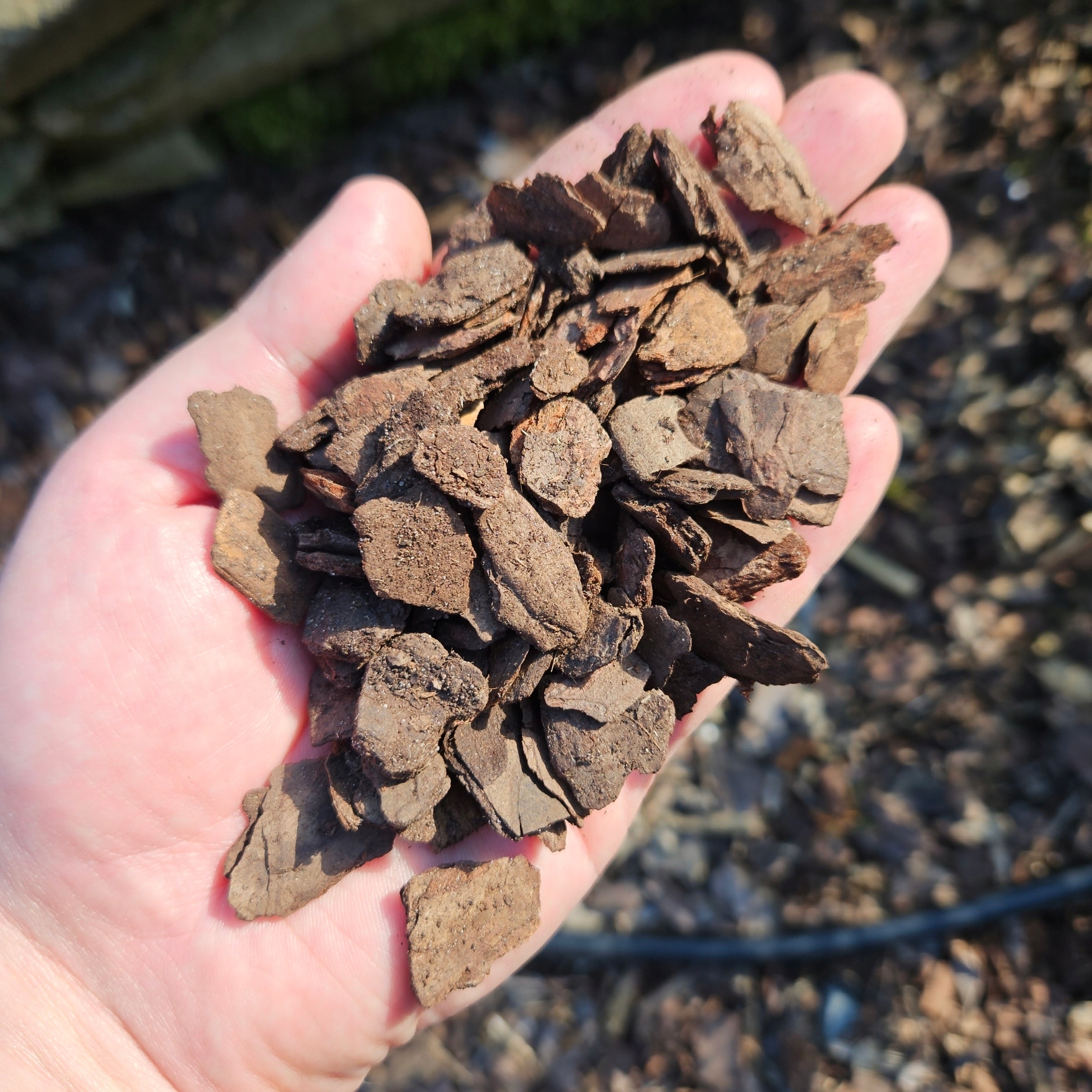 KORA OGRODOWA SOSNOWA DEKORACYJNA DROBNA aż 70L