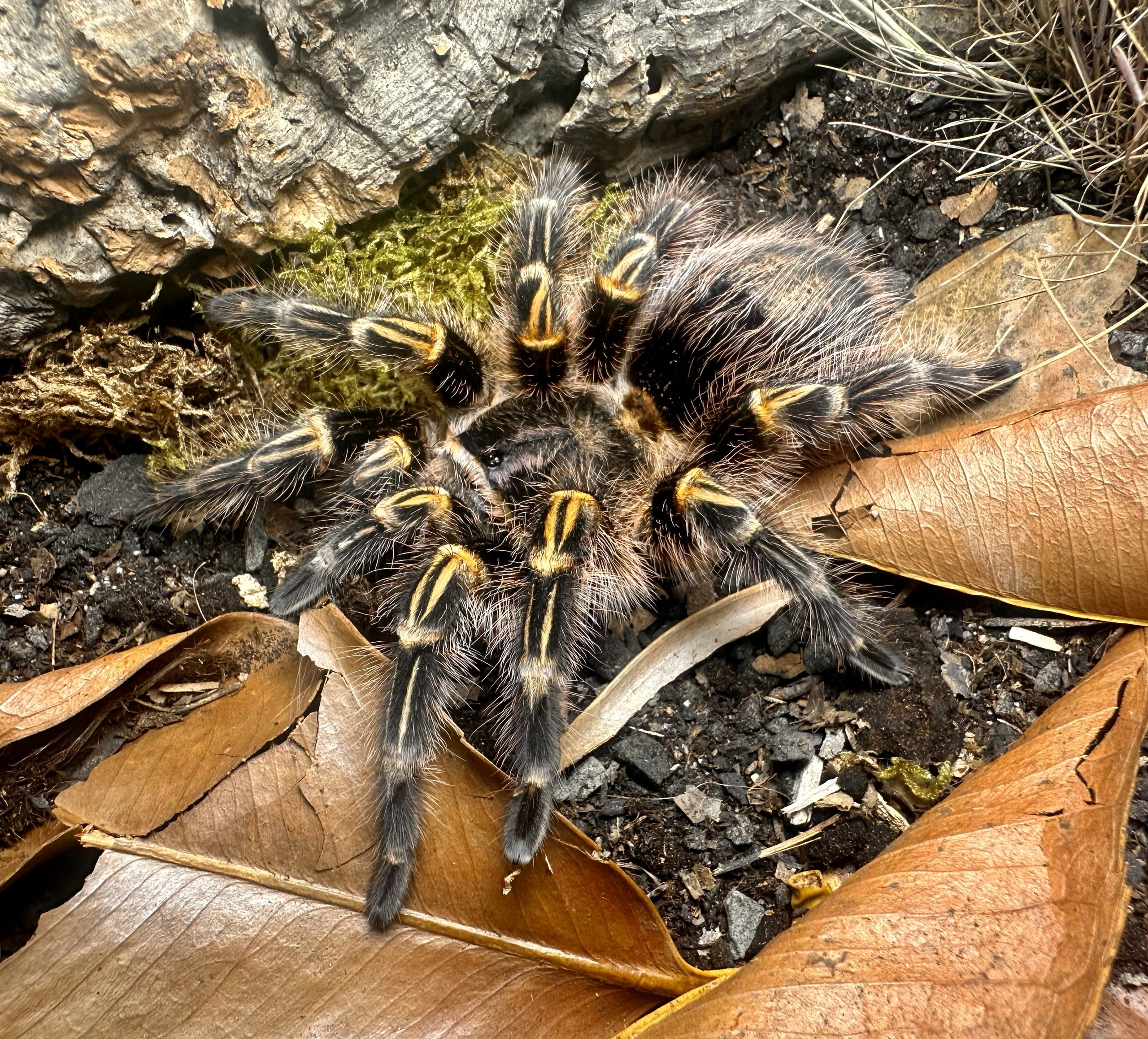 PAJĄK PTASZNIK GRAMMOSTOLA PULCHRIPES SAMIEC 2-2,5 DC 