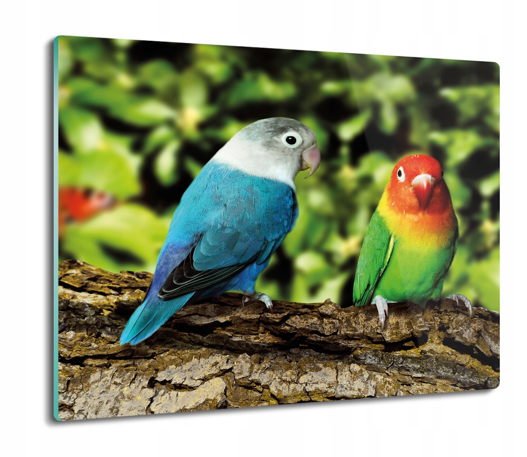 

Papugi drzewo natura 60x52 deska ze szkła kuchenna