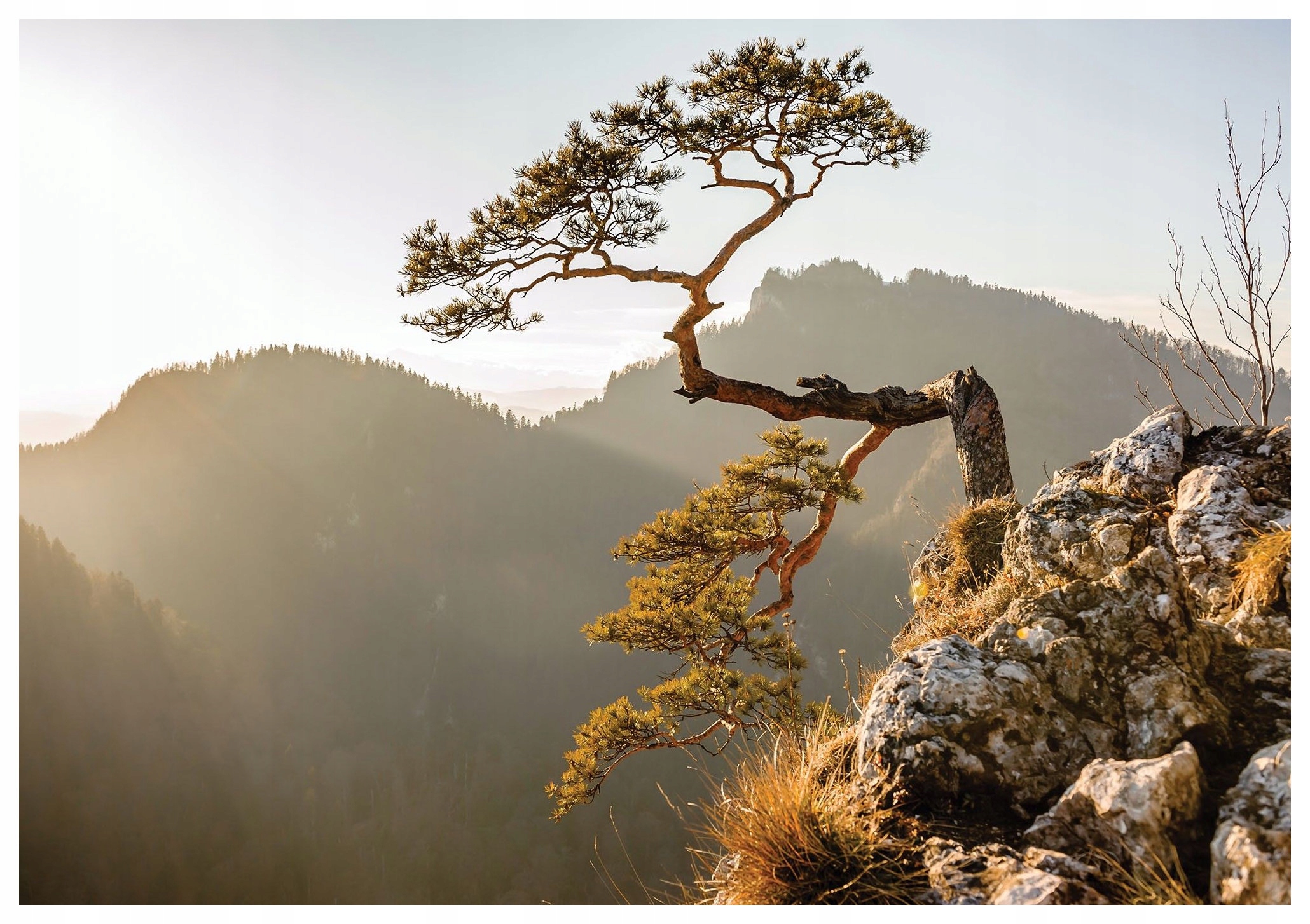 Tapeta Horská borovice v mlze krajina osamělost skála 368x254 vinyl lepidlo