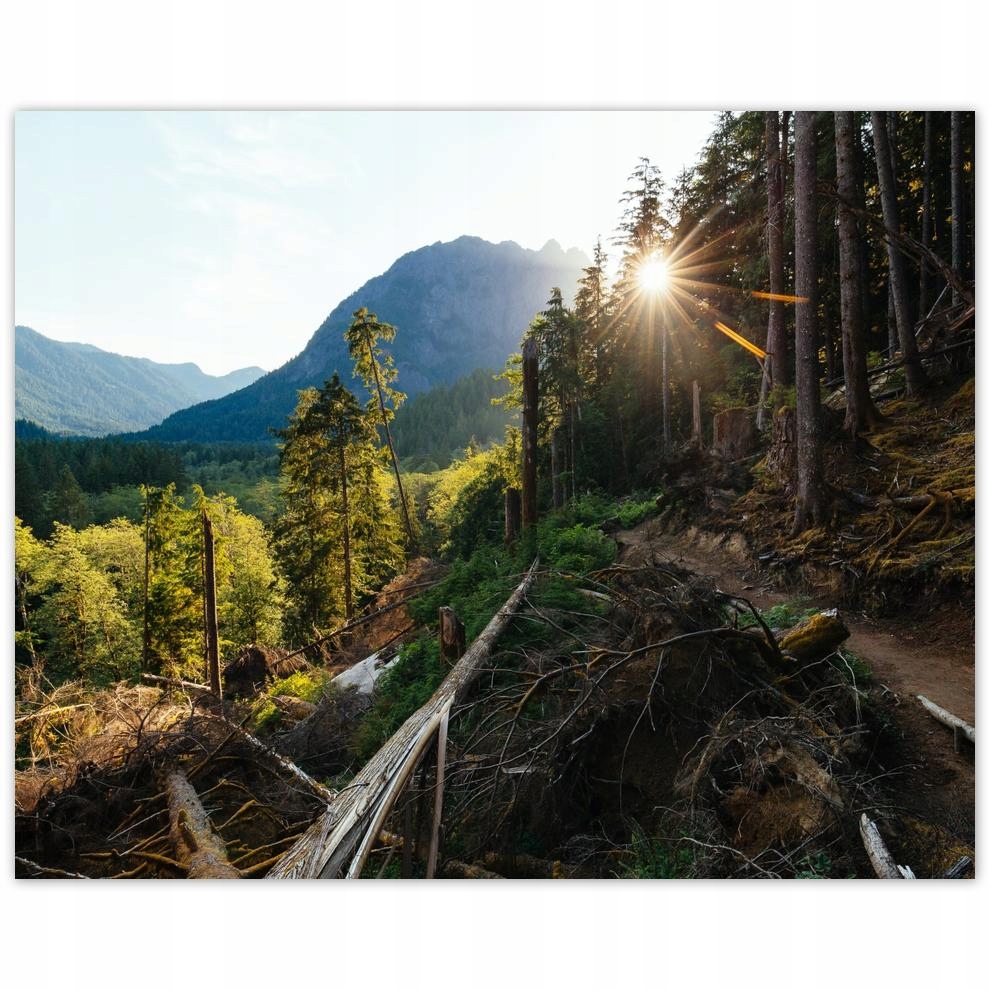 

Plakat 50x40 Góry Słonce Las Ścieżka