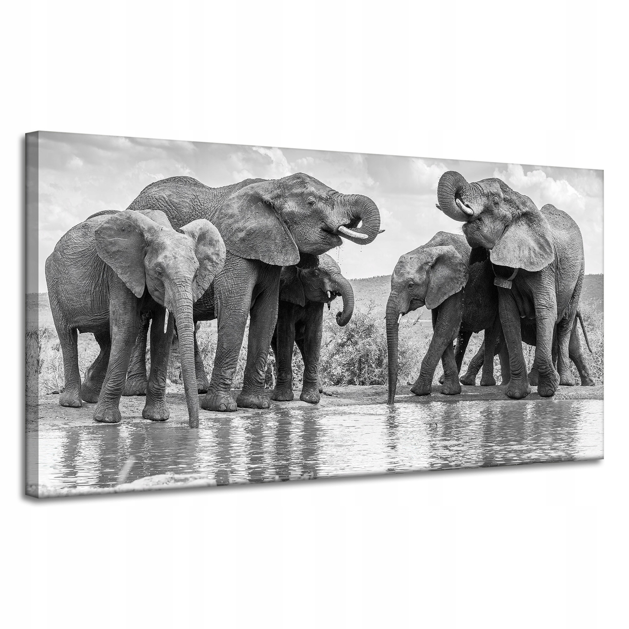 Obraz na plátně Sloni u vody Šedá příroda 120x60 cm