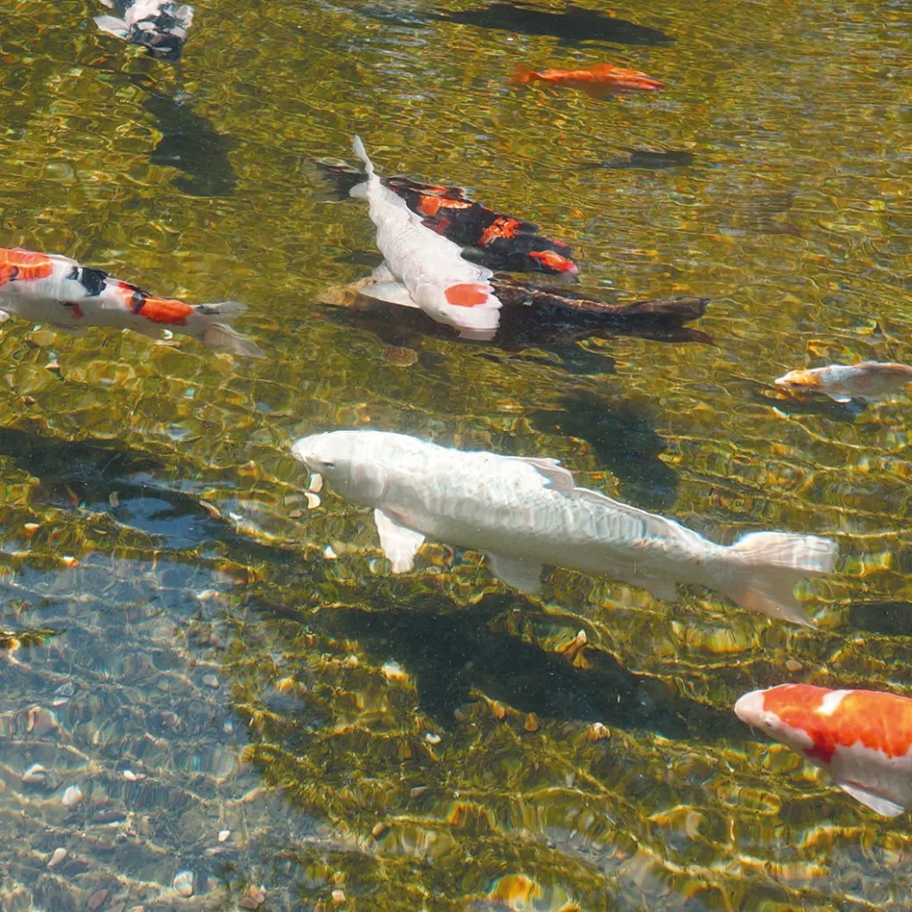 Ubbink Lampa UV-C do oczka wodnego AlgClear 55000, 55 W, 1355142 Kod producenta 1355142