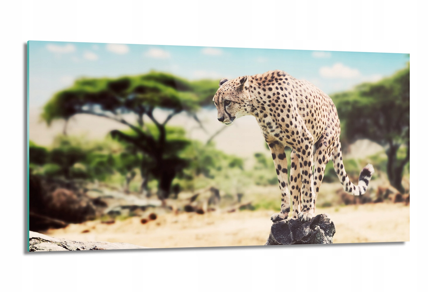 kalený kuchynský panel Gepard stromy 100x50