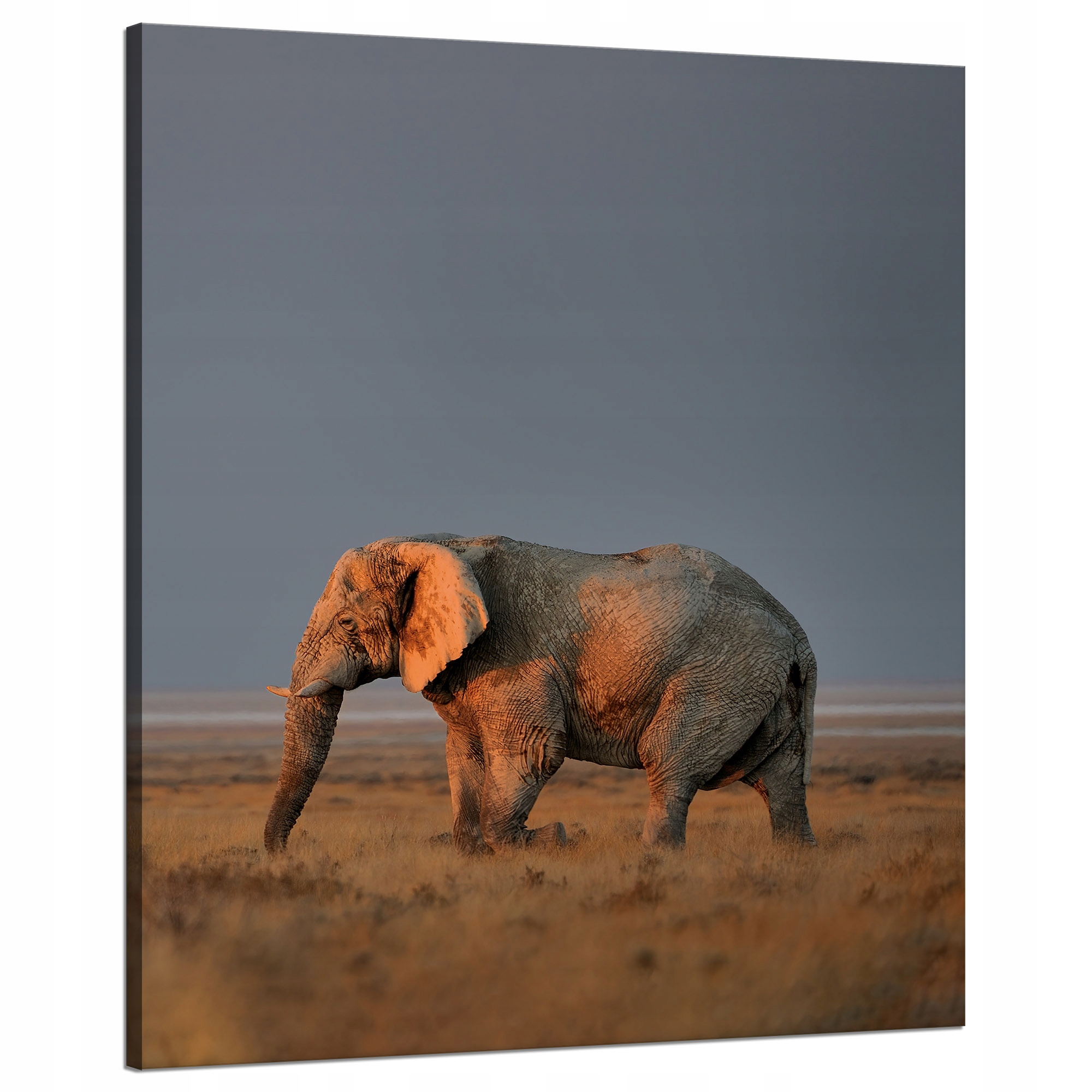 Obraz na plátně Slon Savana Afrika Nebe Tráva 80x100 cm