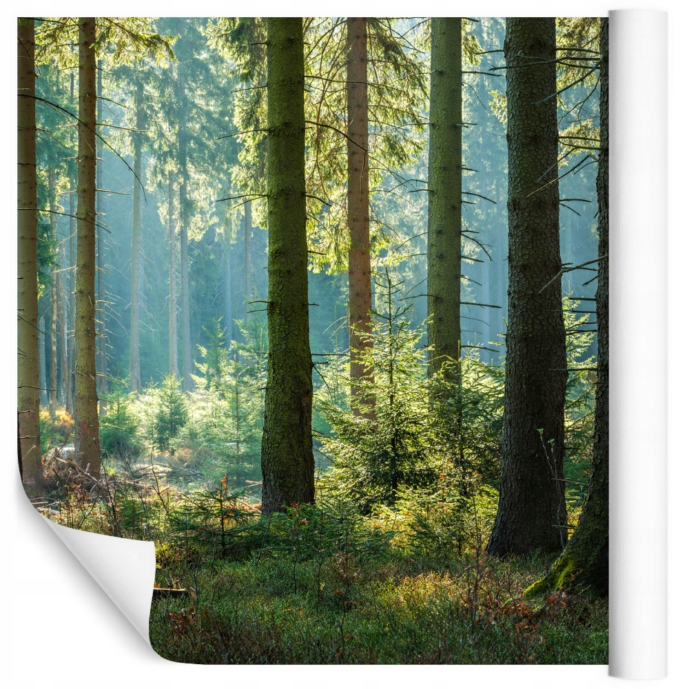 Fototapeta s lesem Krajina Příroda Obývací pokoj 180x270