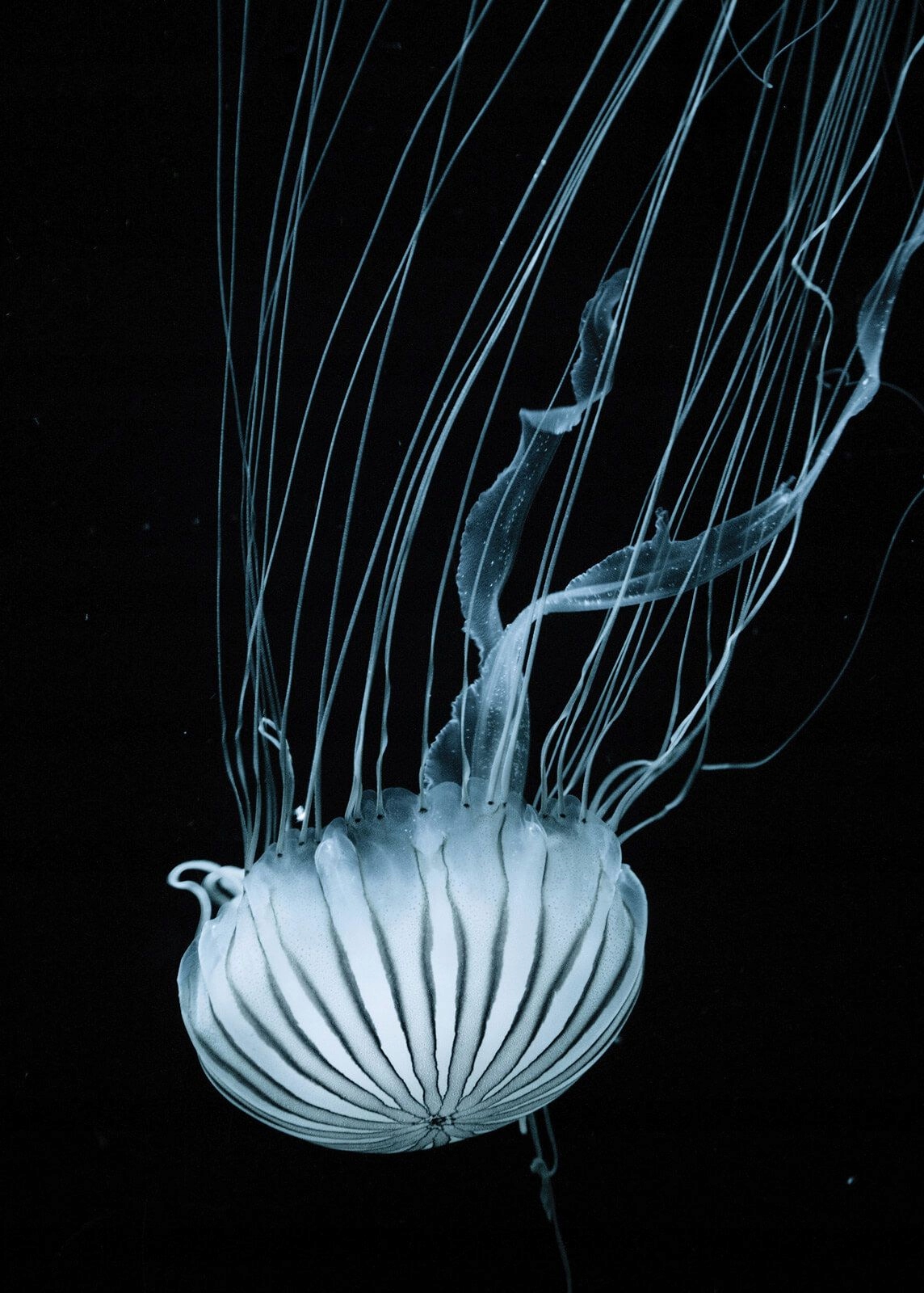 

Meduza plakat na ścianę do salonu 50x70 cm
