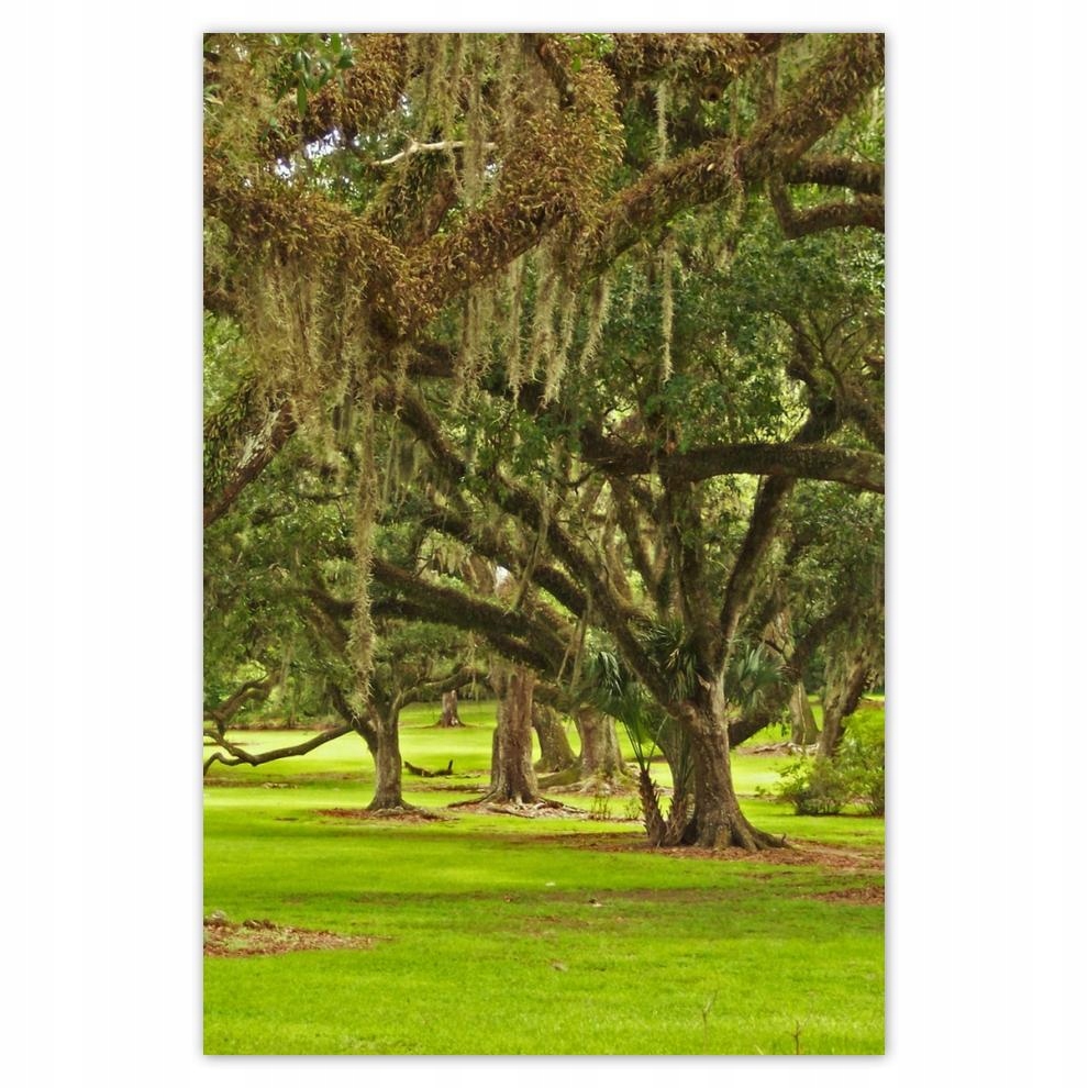 

Plakat 62x93 Park z dębami