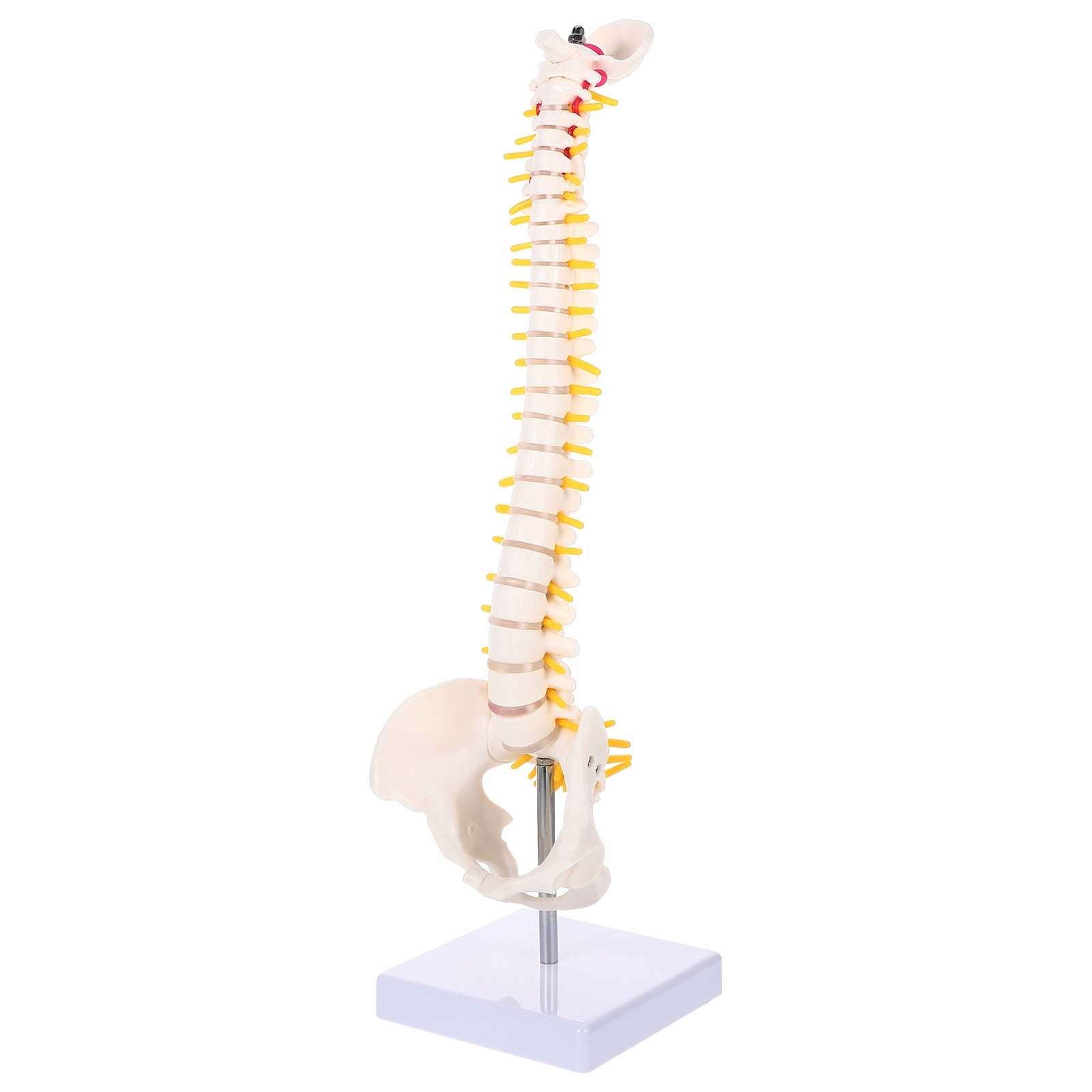 1PC Model Ludzkiego Kręgosłupa Ludzka Kość Ogonowa Model Miednicy Dla