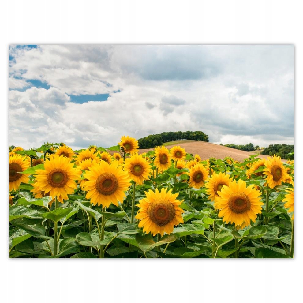 

Plakat 40x30 Pejzaż ze Słonecznikami