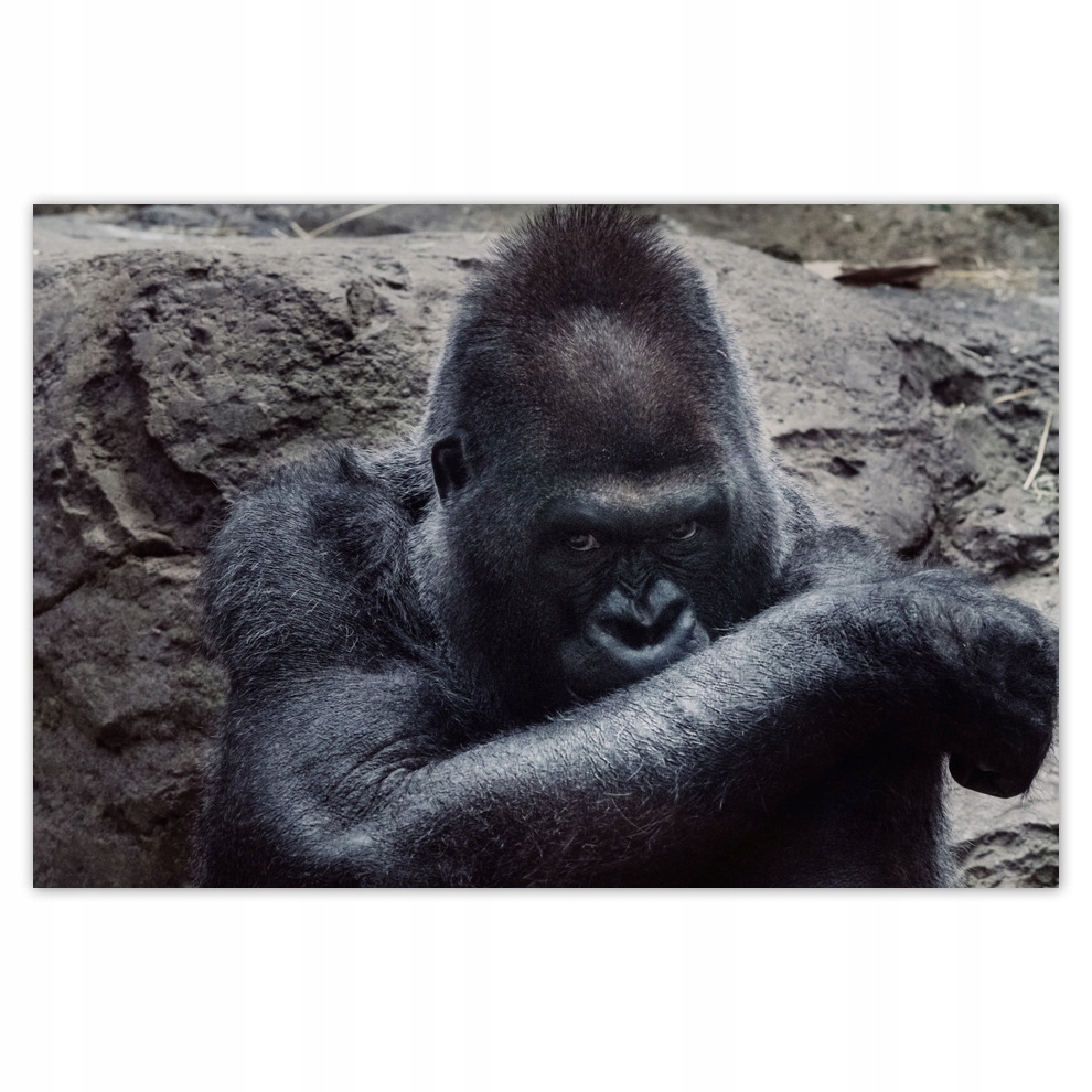 

Plakaty 93x62 Zwierzęta Zwierzątka