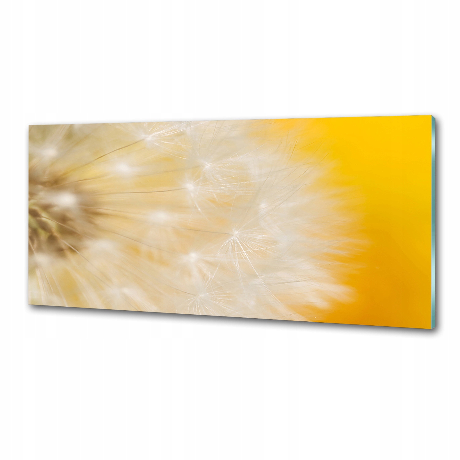Panel dekor sklo Púpava 125 x 50 cm Lepidlo